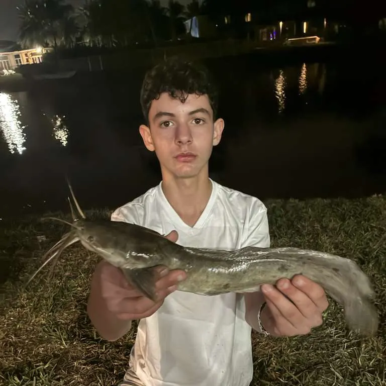 The most recent Walking catfish catches on Fishbrain
