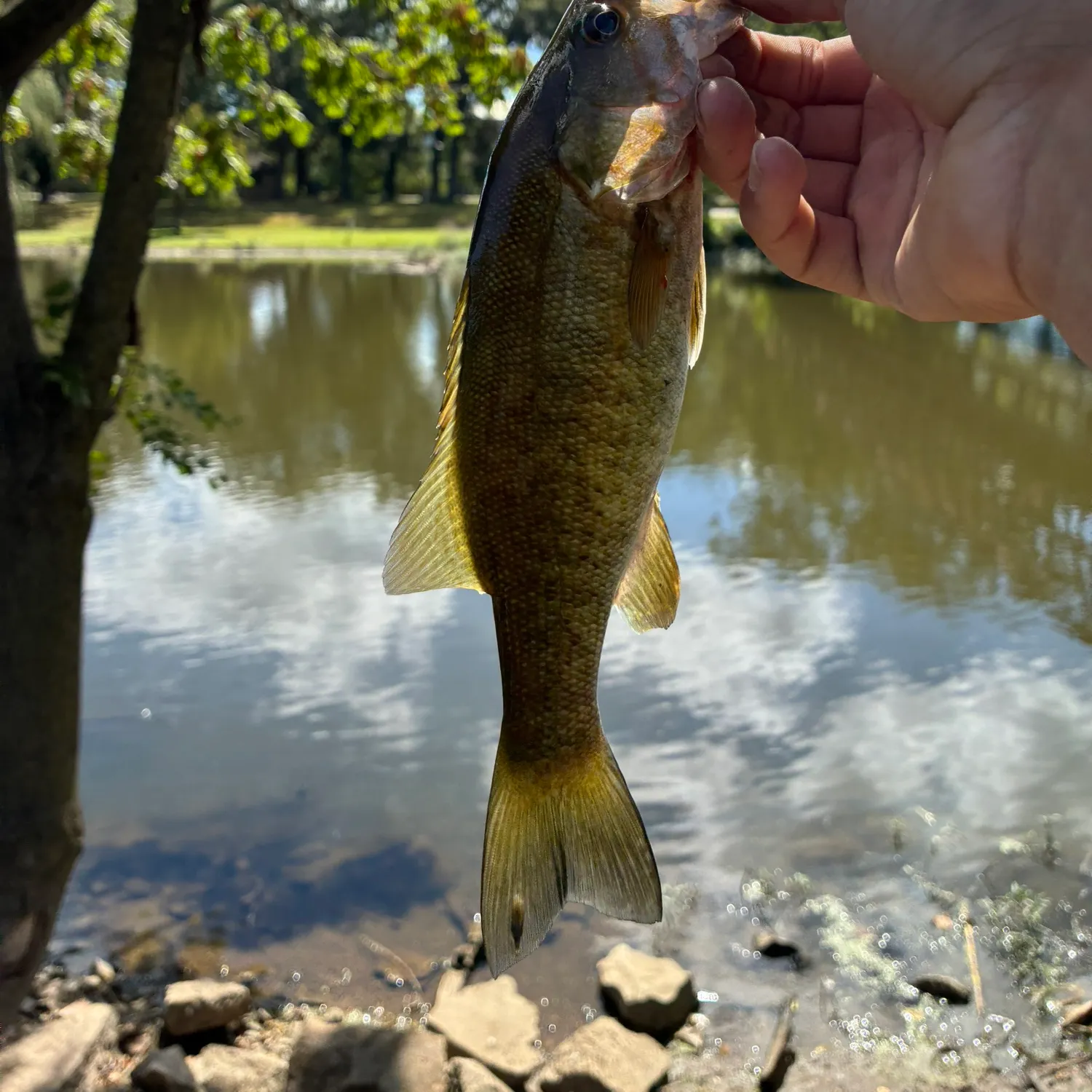 Smallmouth bass caught on Fishbrain
