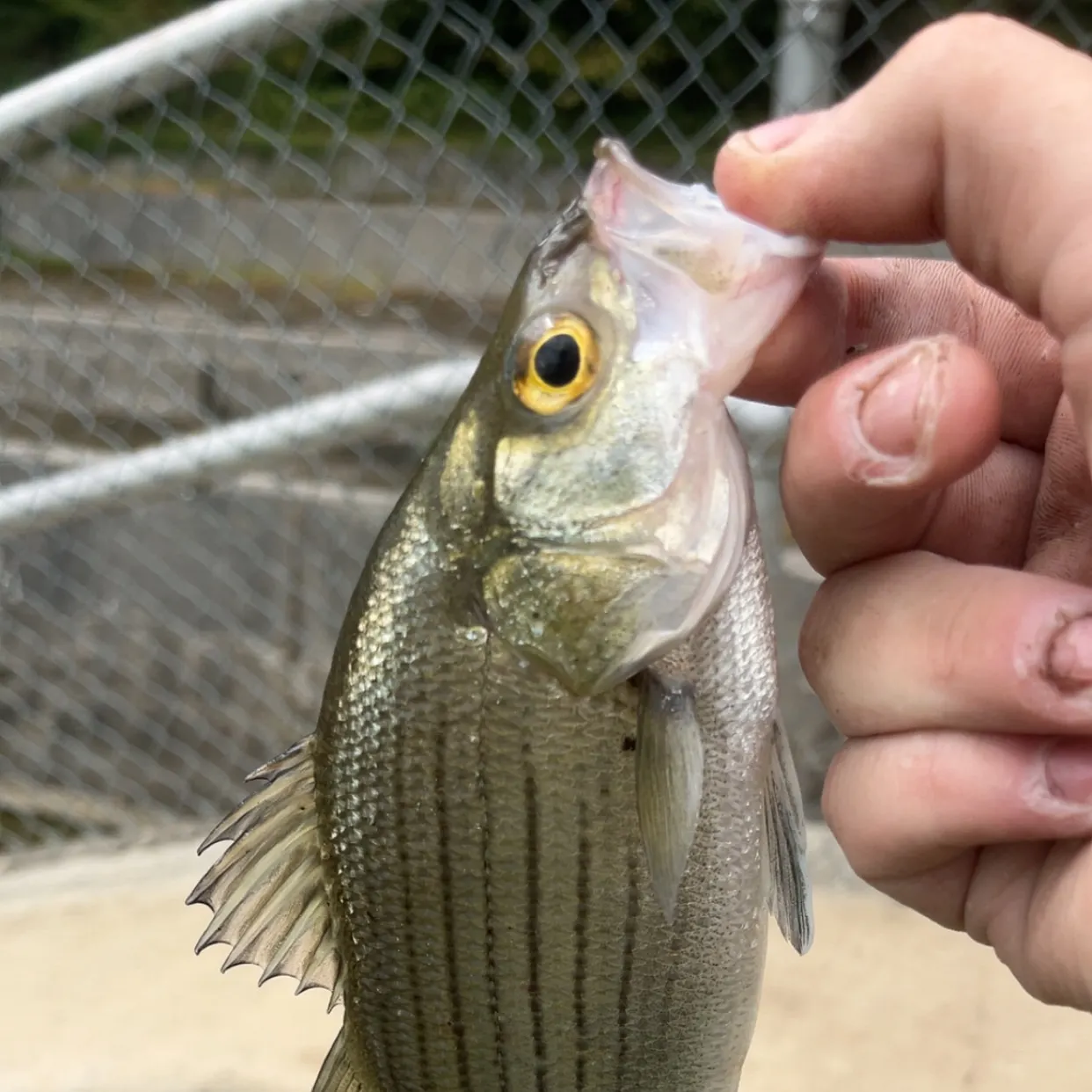 White bass caught on Fishbrain