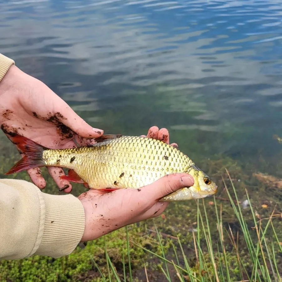 Common rudd caught on Fishbrain