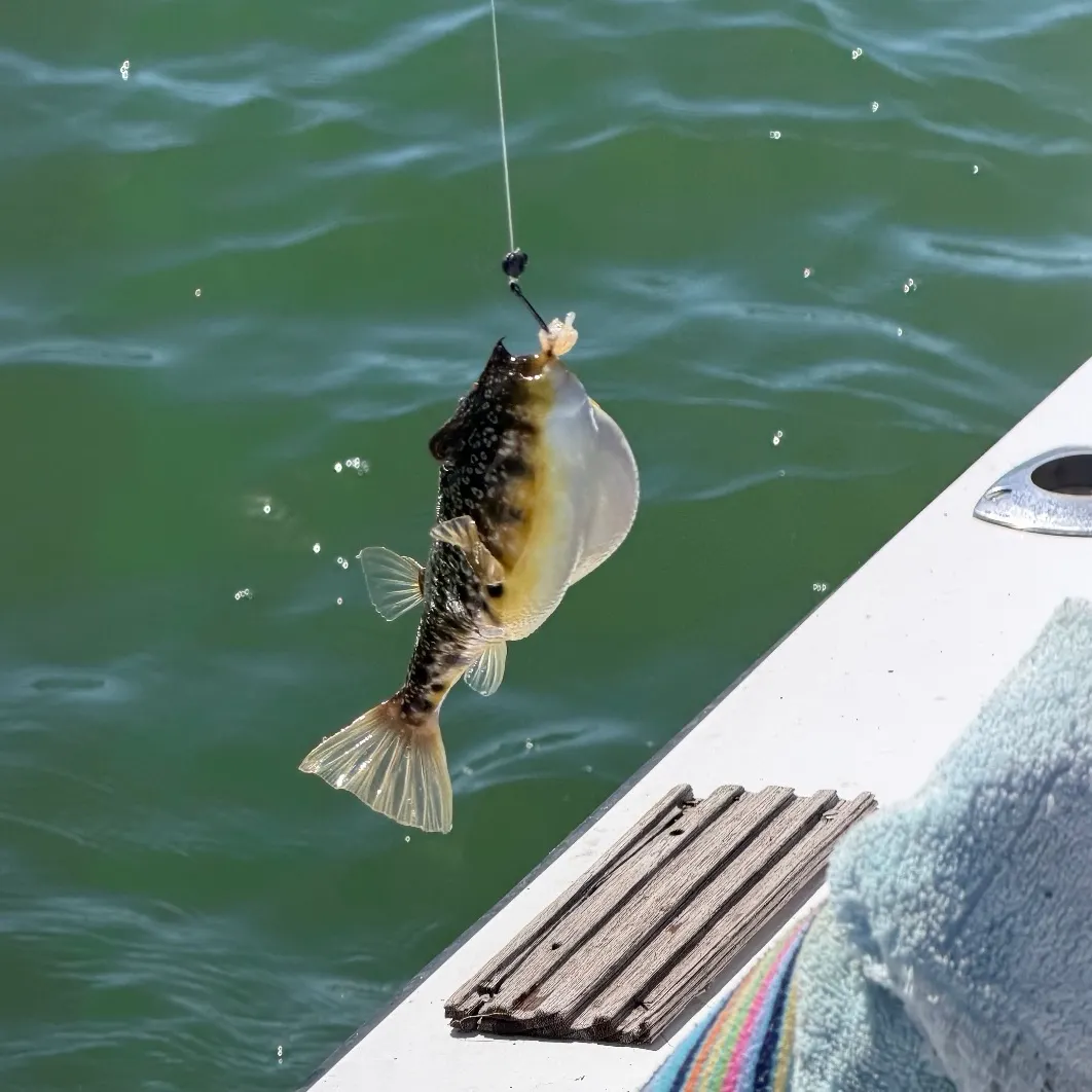 Southern puffer caught on Fishbrain