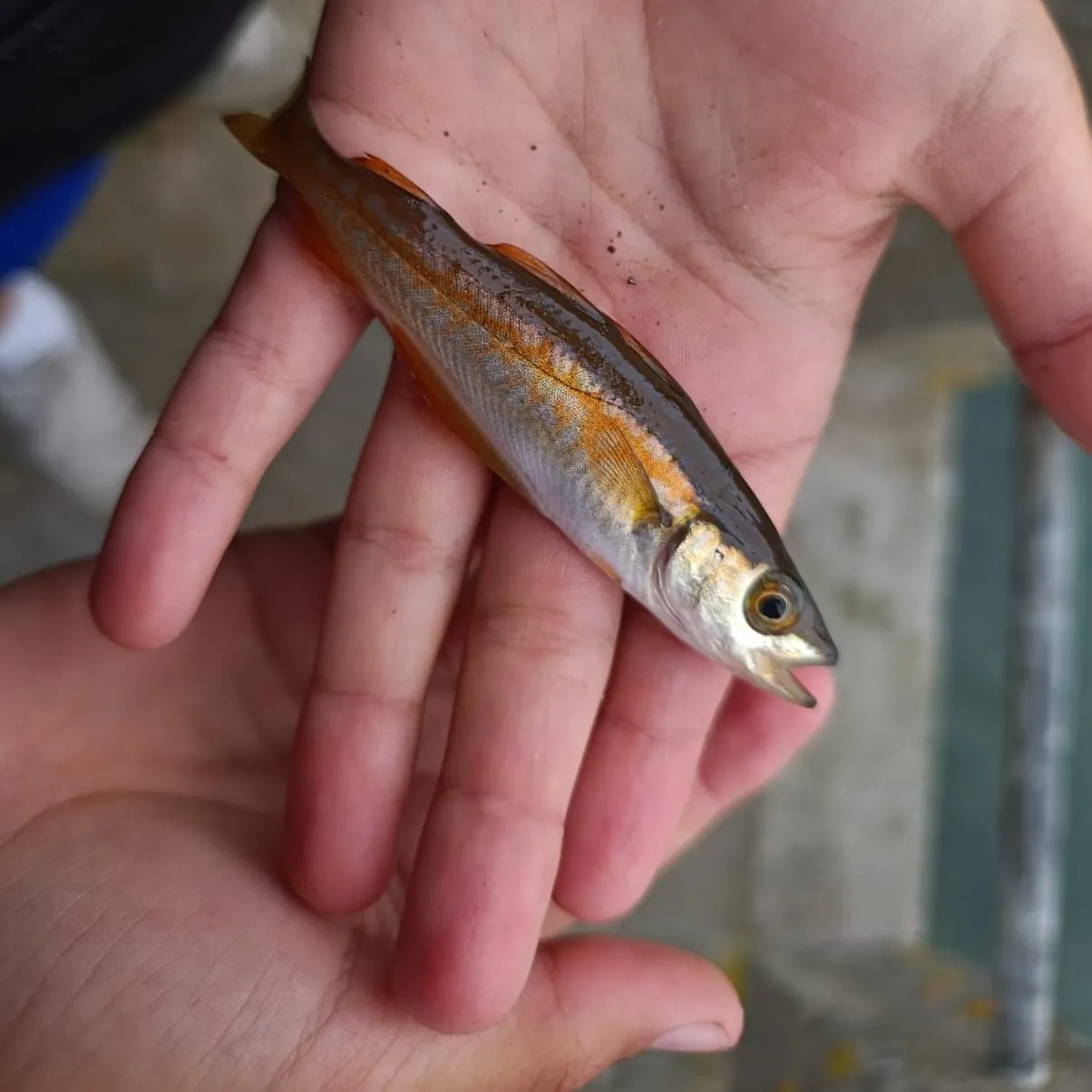 Pollack caught on Fishbrain