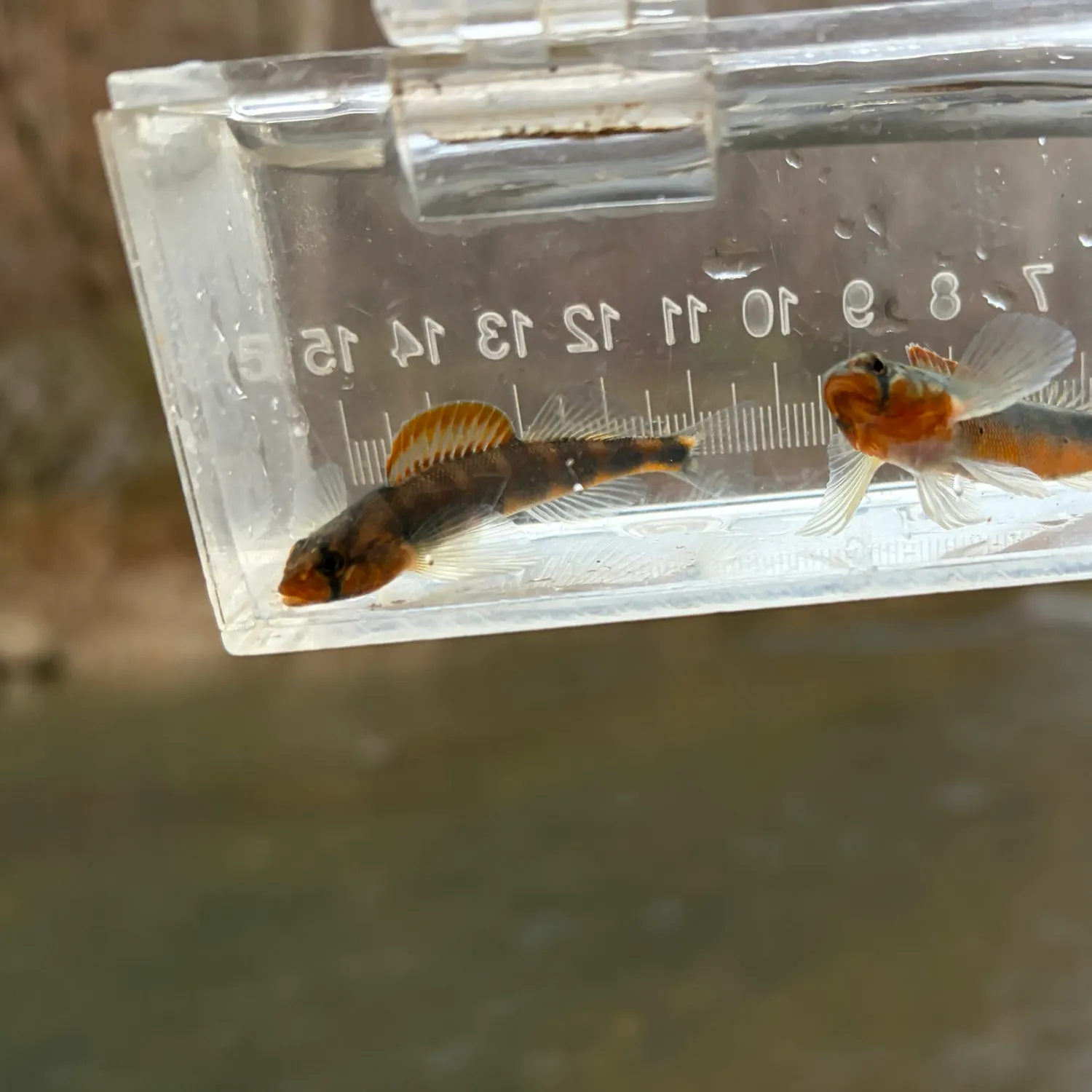 The most recent Gilt darter catches on Fishbrain