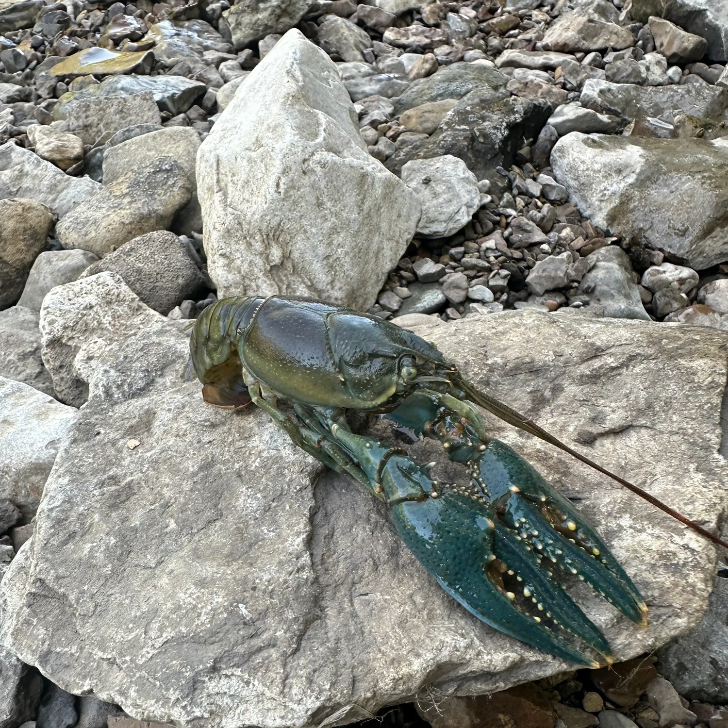 Signal crayfish caught on Fishbrain
