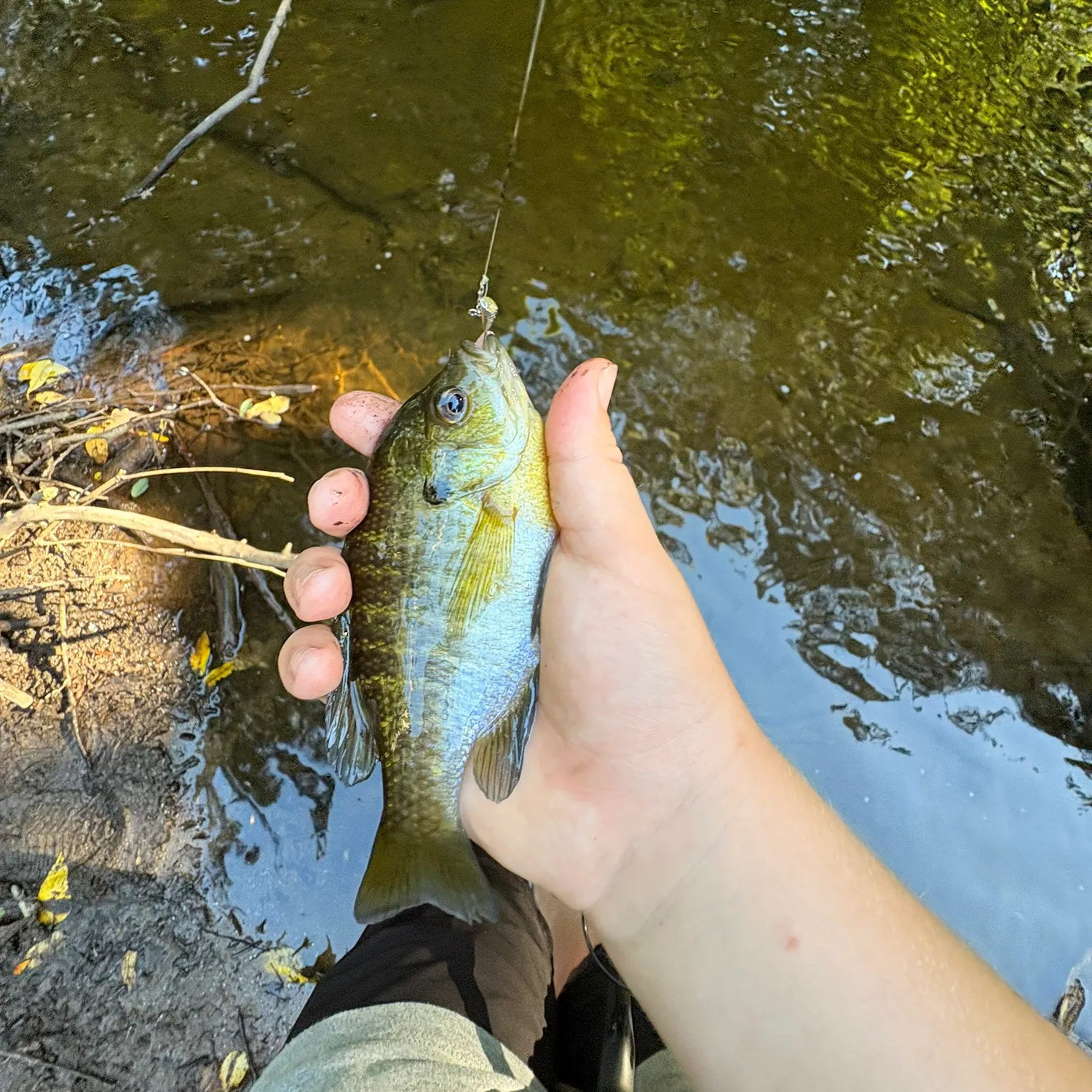 Bluegill caught on Fishbrain
