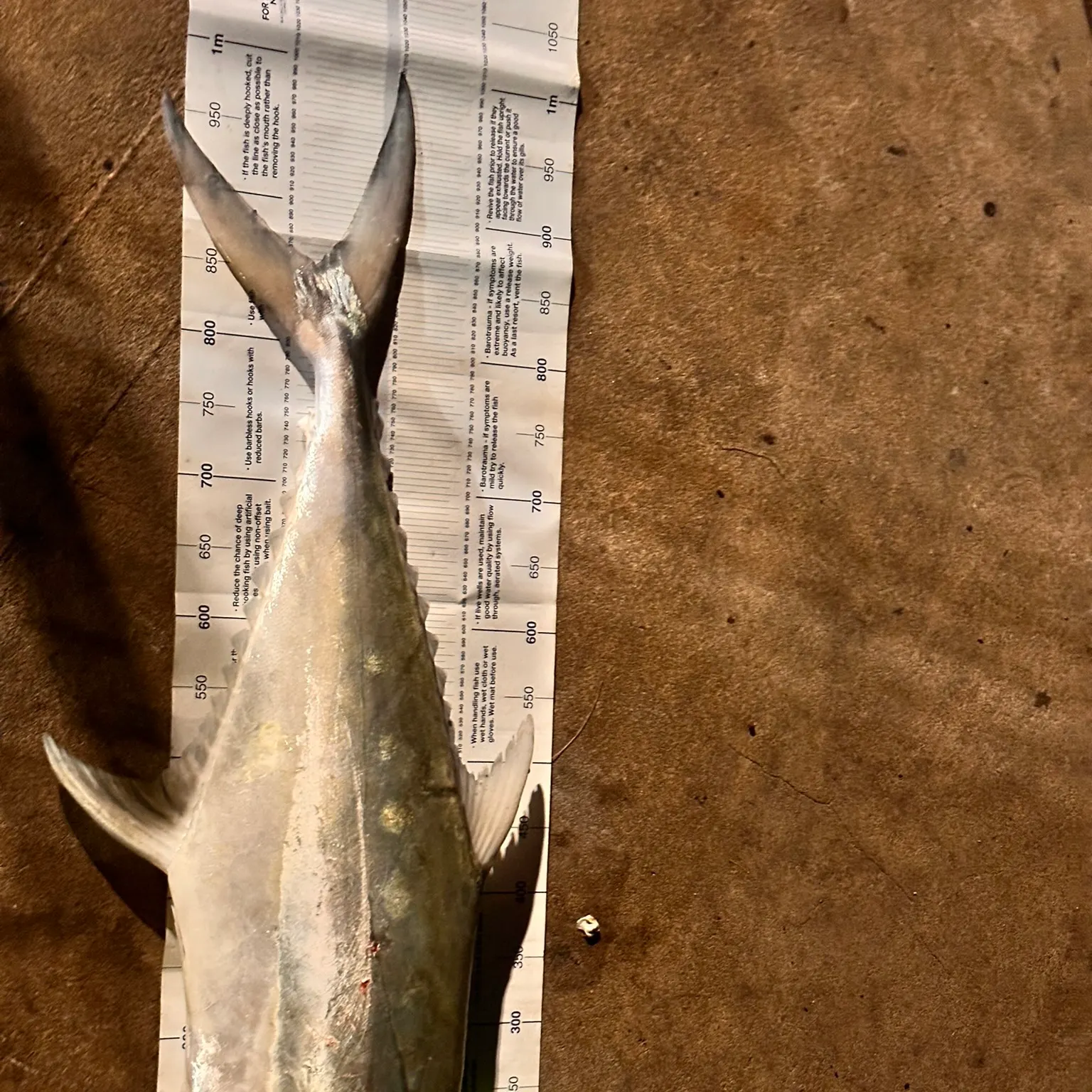 The most recent Talang queenfish catches on Fishbrain