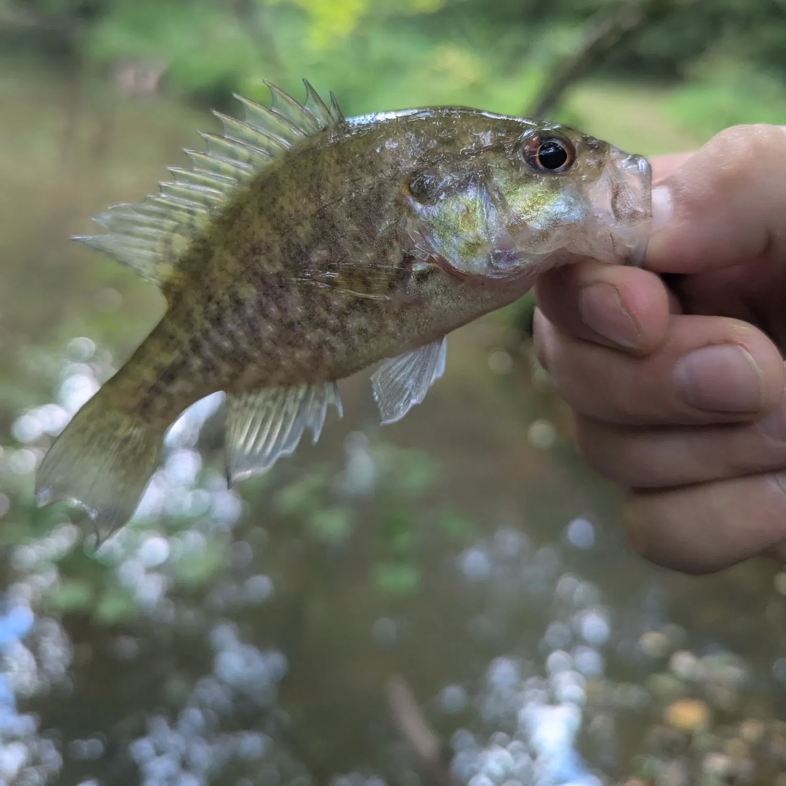 Bluegill caught on Fishbrain