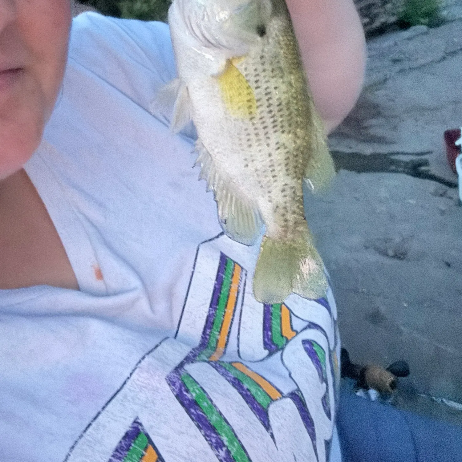 Rock bass caught on Fishbrain