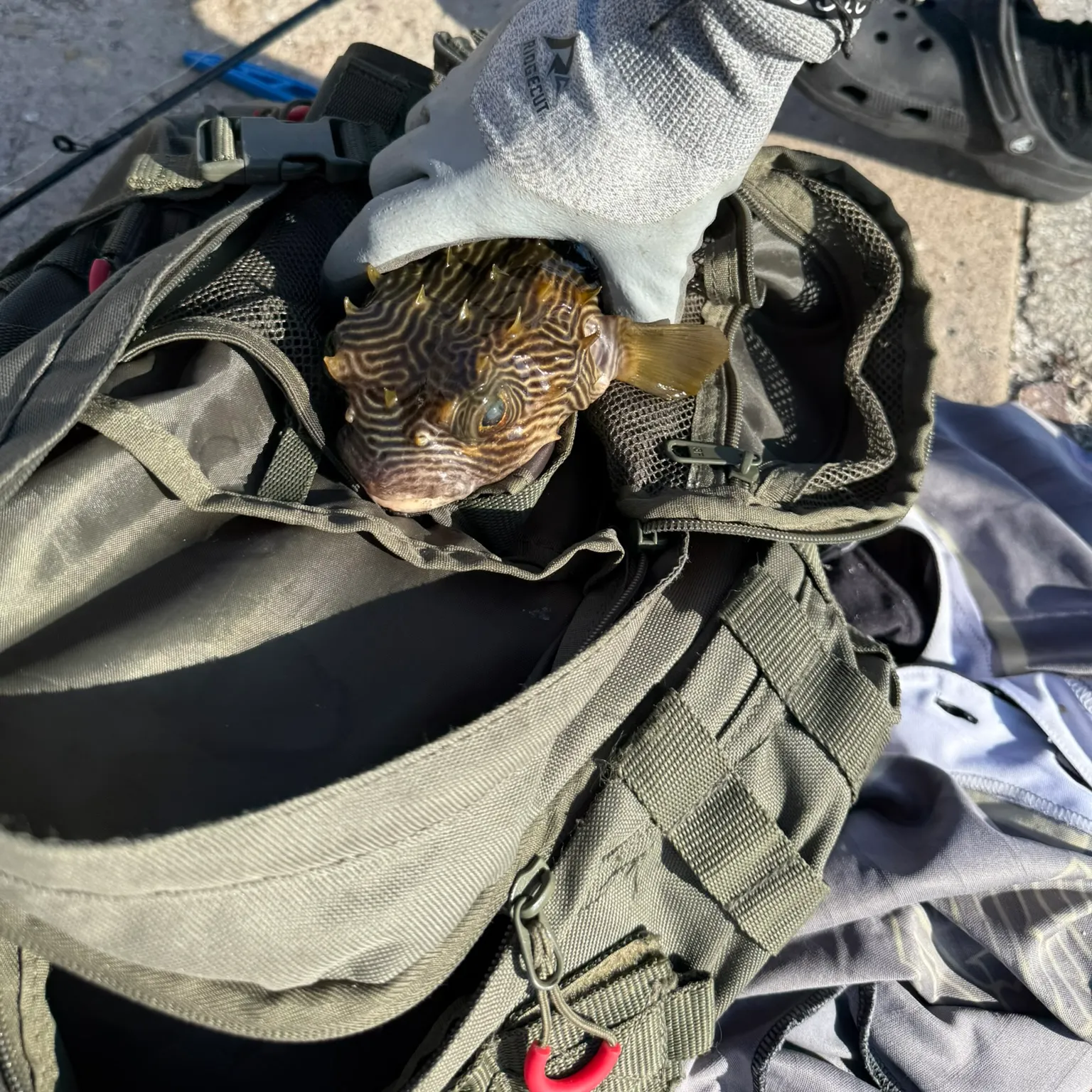 The most recent Spot-fin porcupinefish catches on Fishbrain