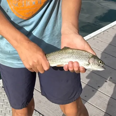 Rainbow trout caught on Fishbrain
