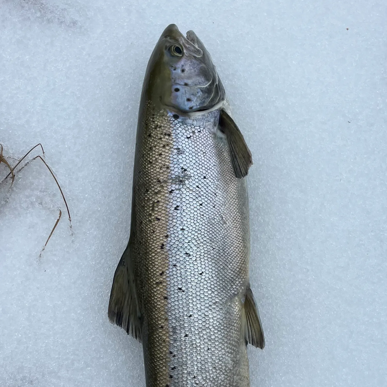 The most recent Atlantic salmon catches on Fishbrain