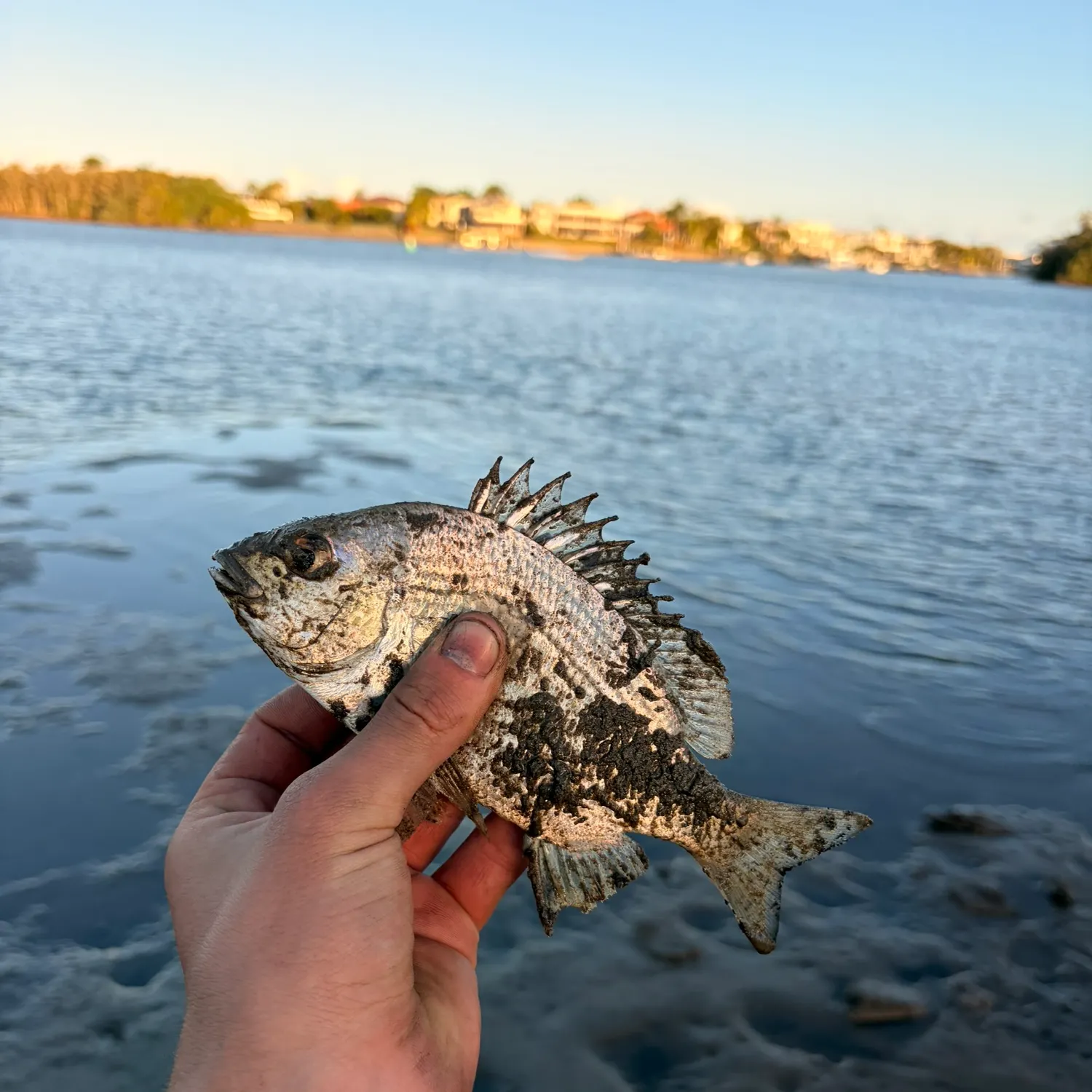 The most recent Surf bream catches on Fishbrain