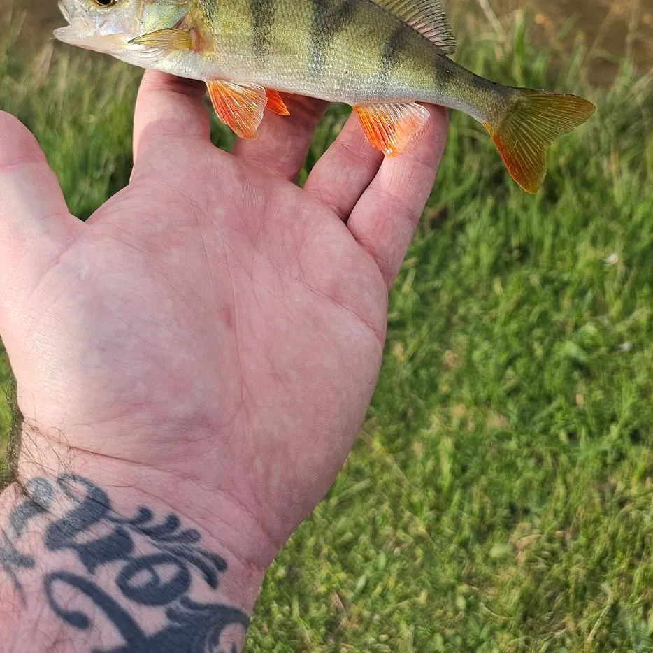 European perch caught on Fishbrain