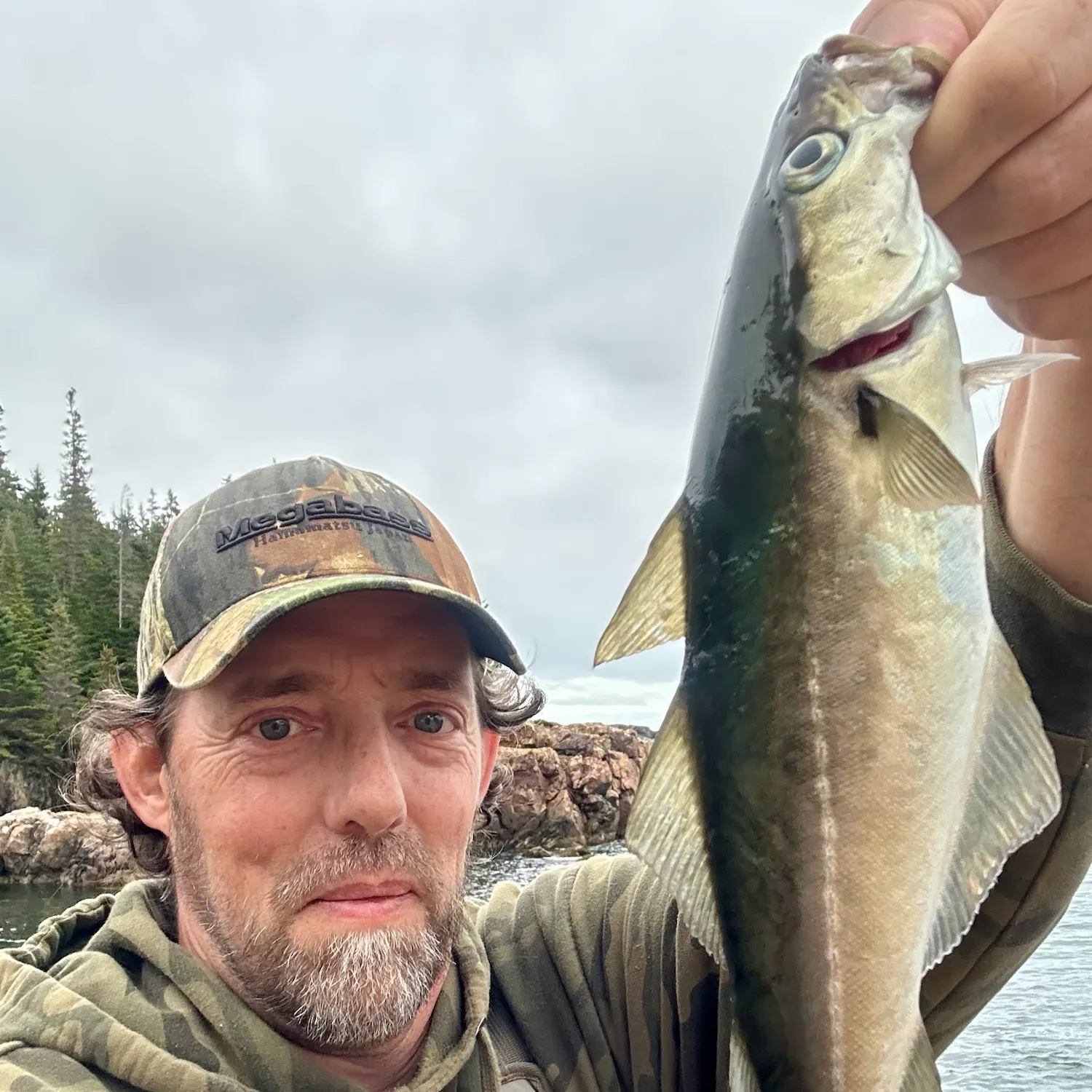 Atlantic pollock caught on Fishbrain