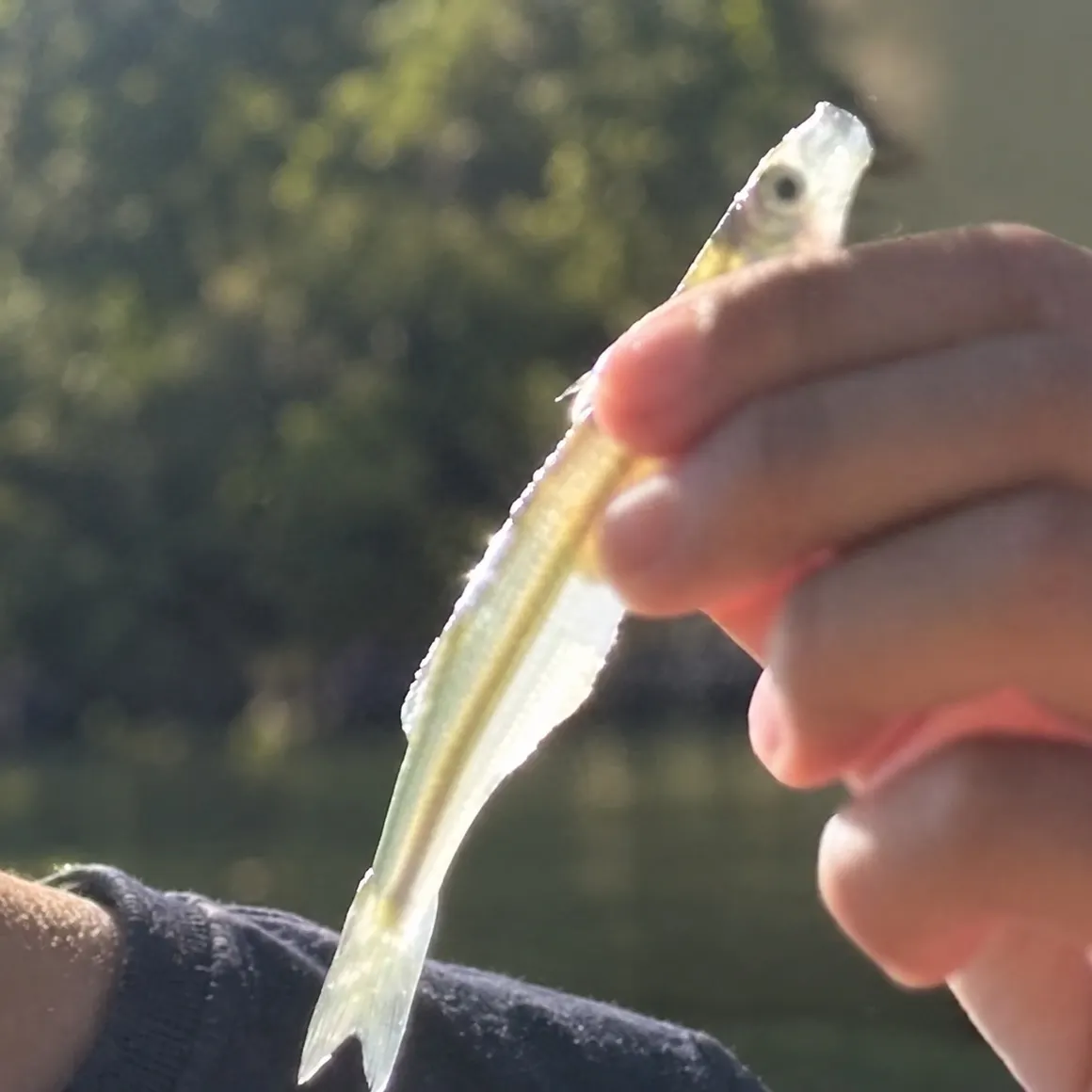Round sardinella caught on Fishbrain