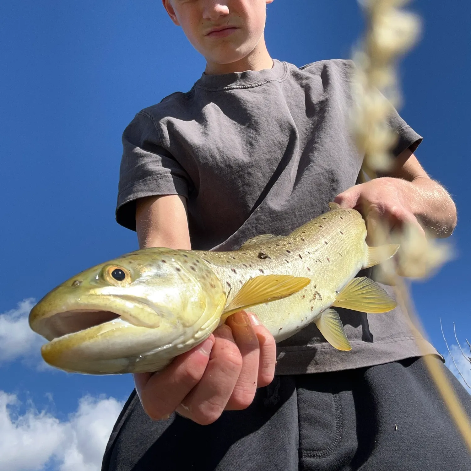 Brown trout caught on Fishbrain