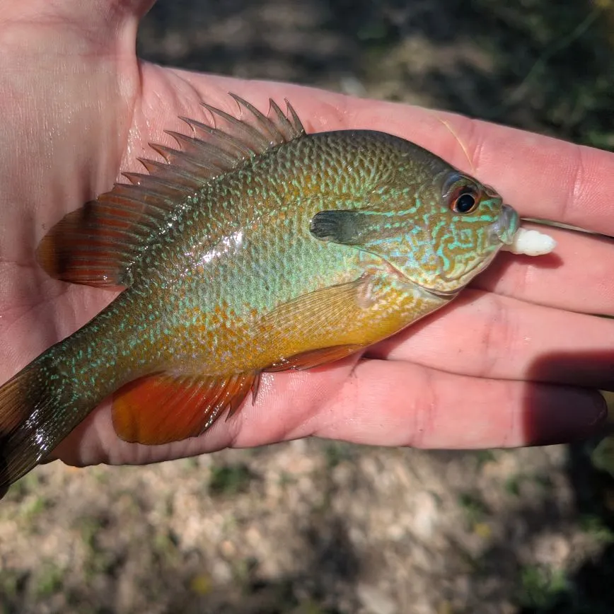 The most recent Plains longear sunfish catches on Fishbrain