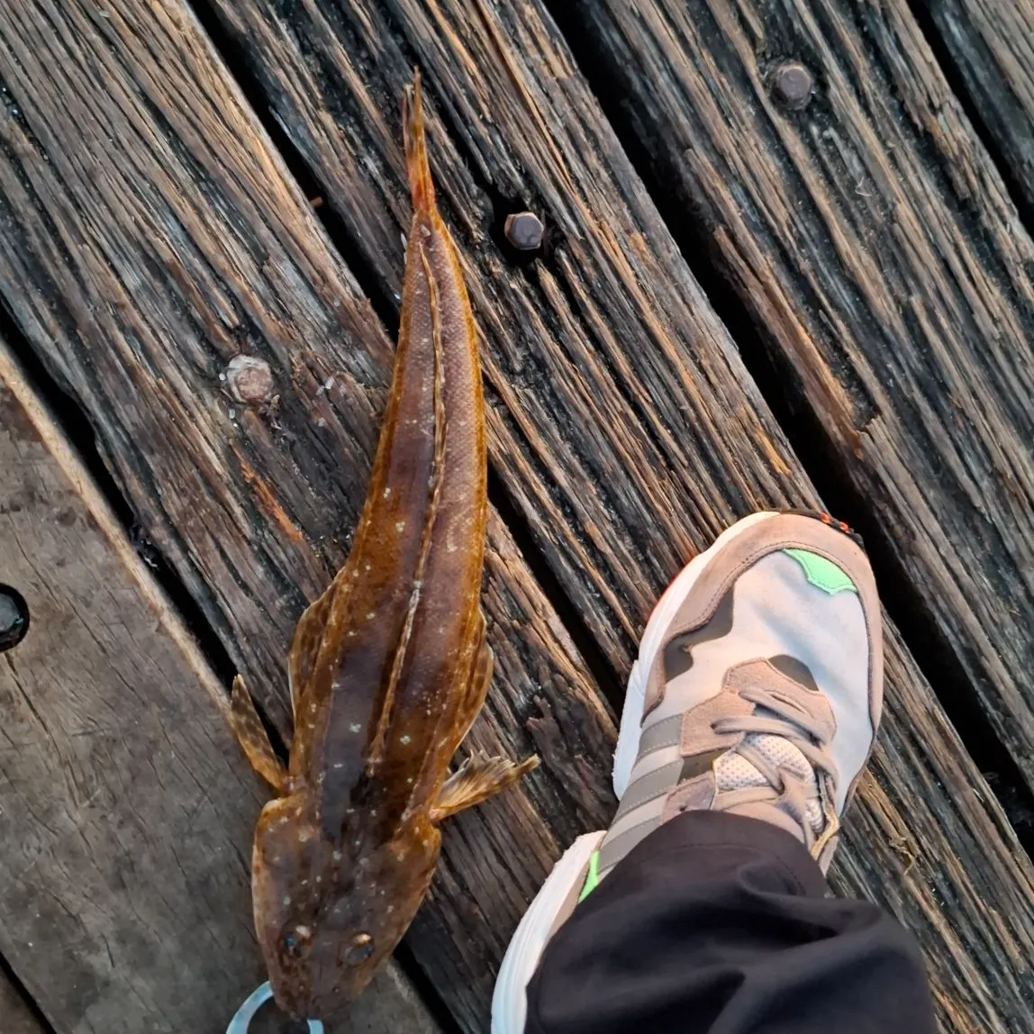Dusky flathead caught on Fishbrain