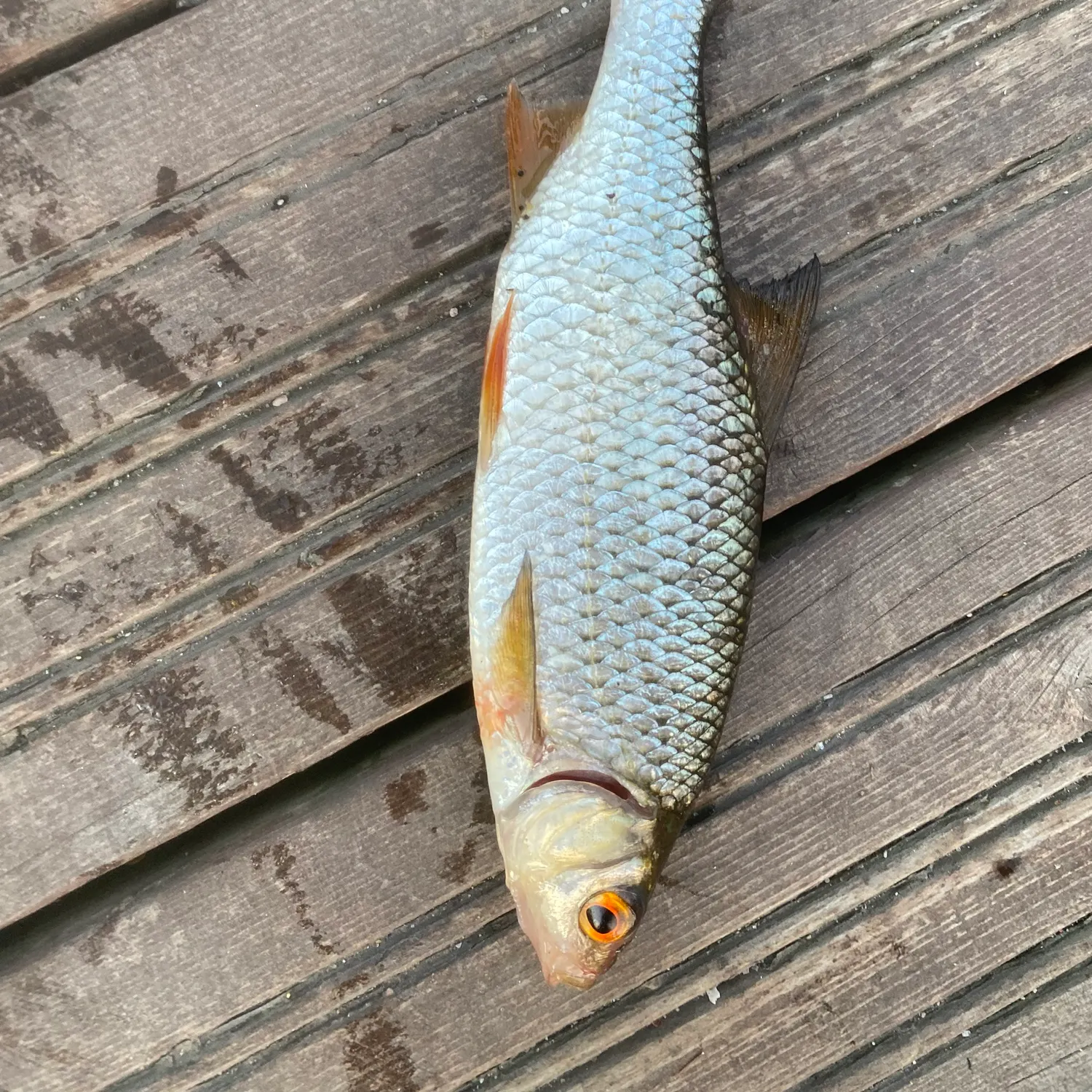 Common roach caught on Fishbrain