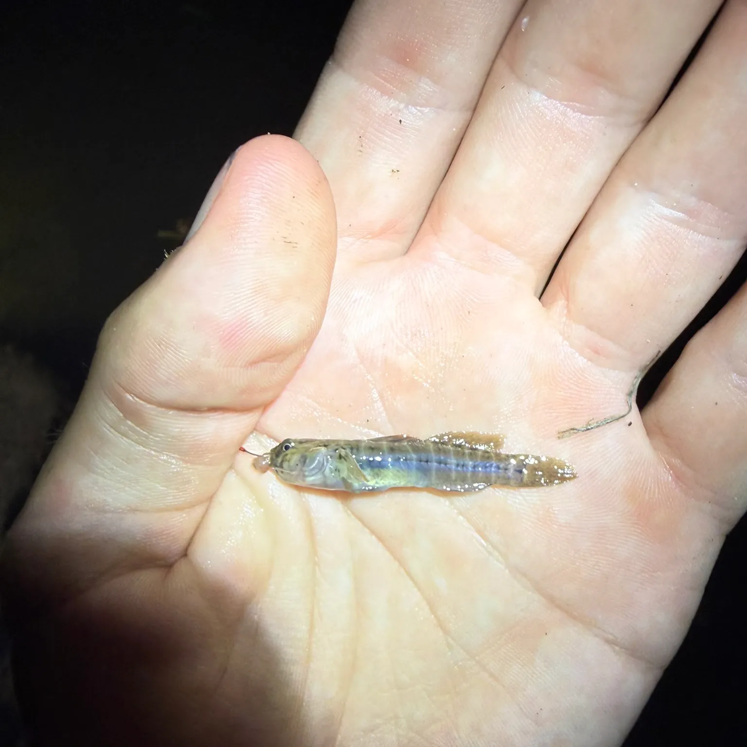The most recent Naked goby catches on Fishbrain
