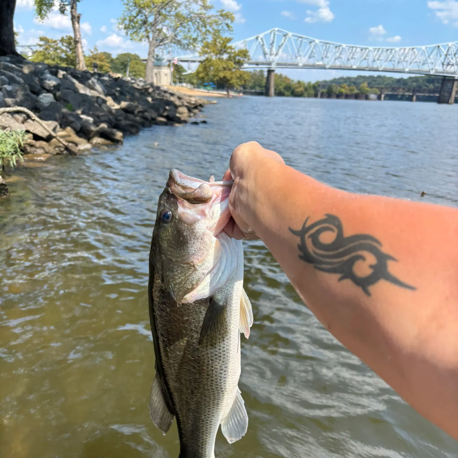 Largemouth bass caught on Fishbrain