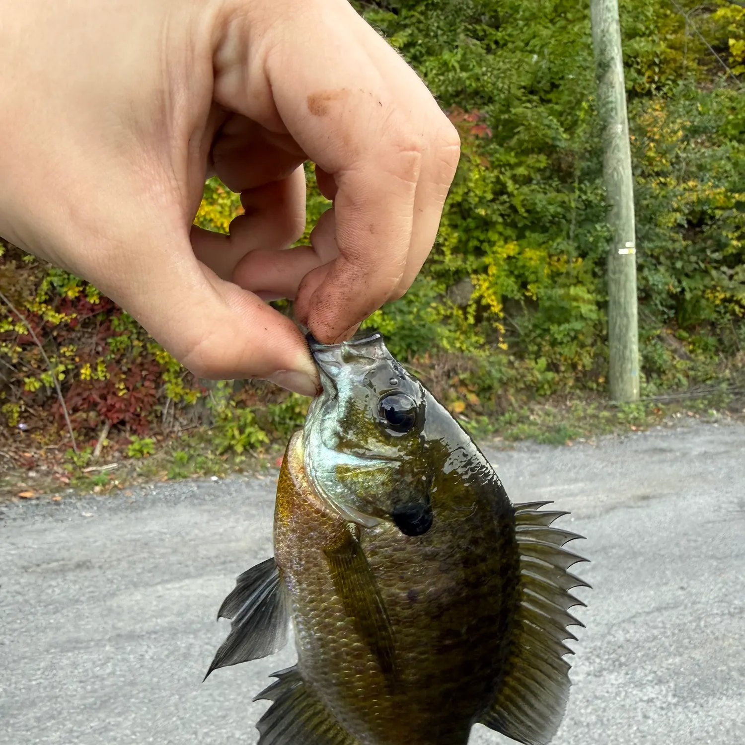 Bluegill caught on Fishbrain