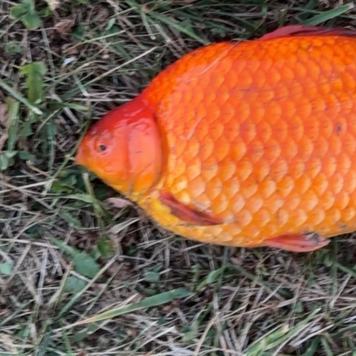 angler catch