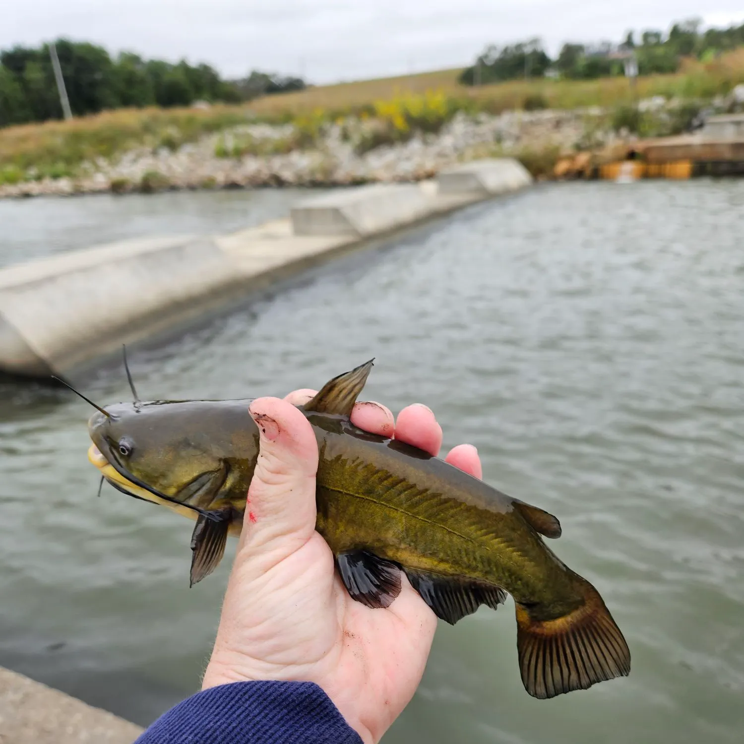 Black bullhead caught on Fishbrain