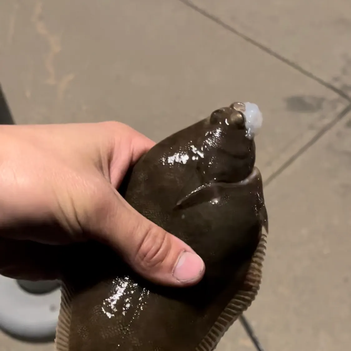 The most recent Winter flounder catches on Fishbrain