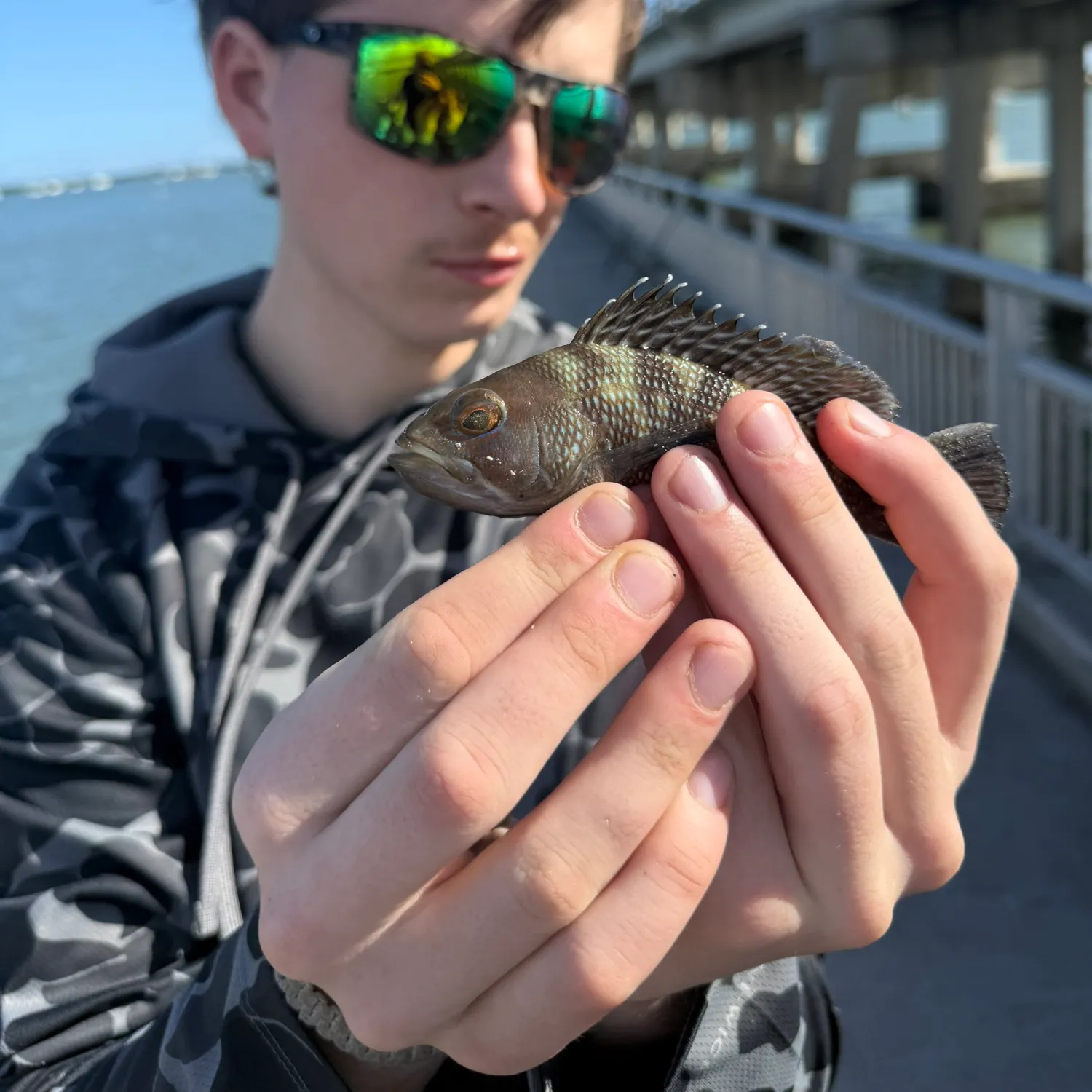 The most recent Black sea bass catches on Fishbrain