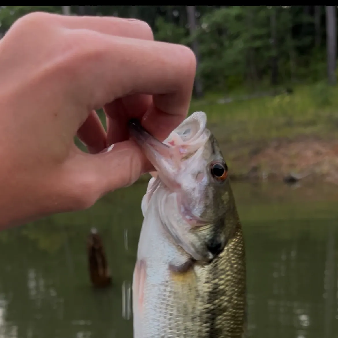 best fishing lures for sam rayburn Santone McCall Swim Jig Mexican Heather 7/16 making them absolutely perfect for skittish Sam Rayburn Post Spawn Fishing: