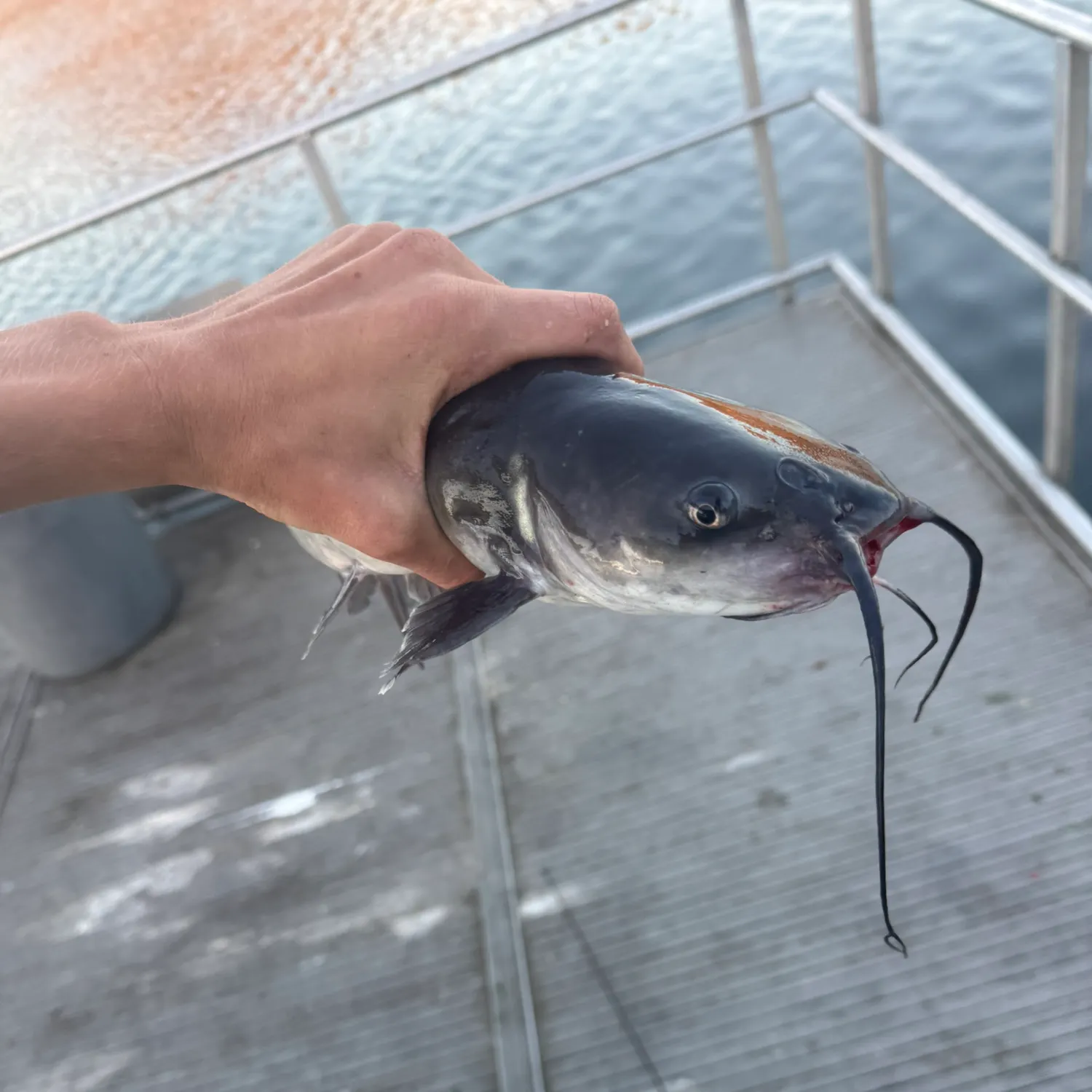 Channel catfish caught on Fishbrain