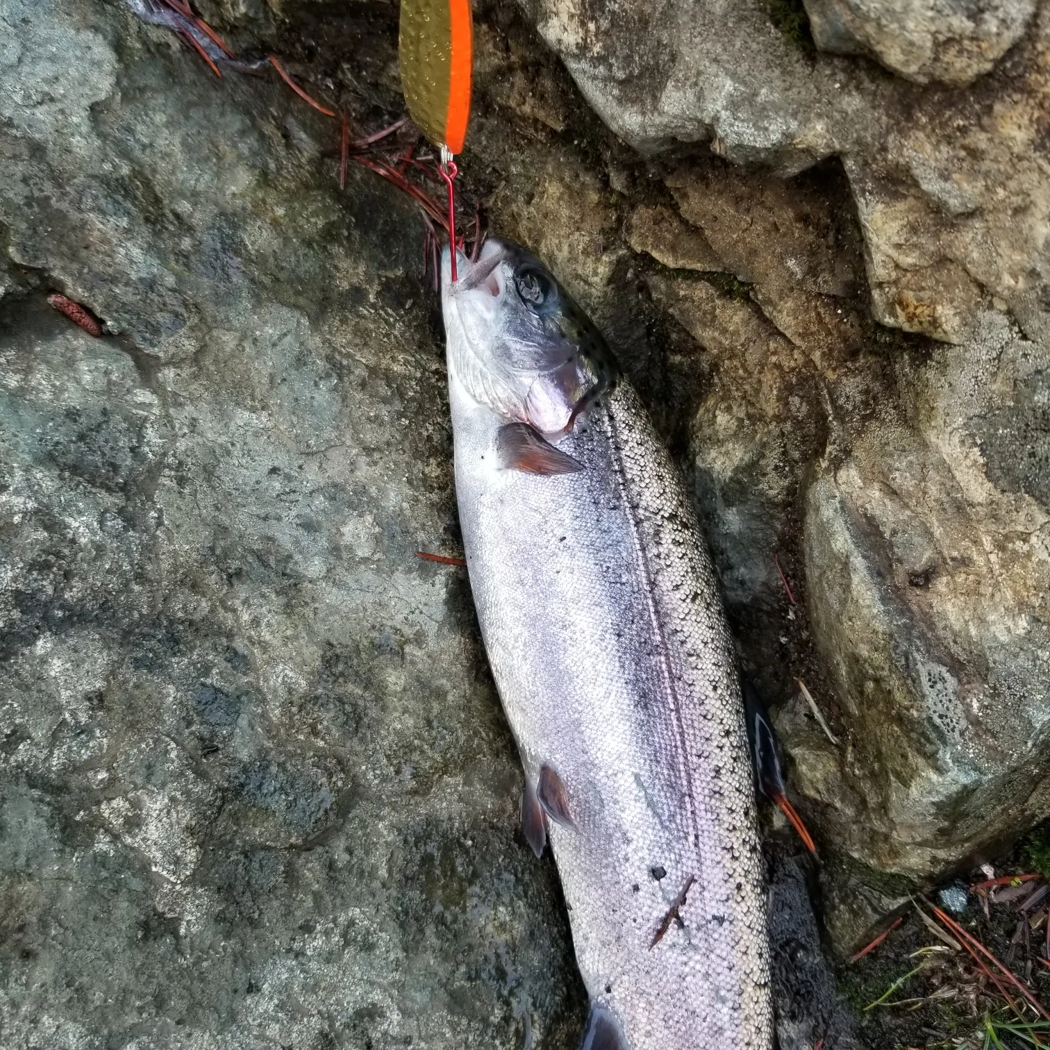 Rainbow trout caught on Fishbrain