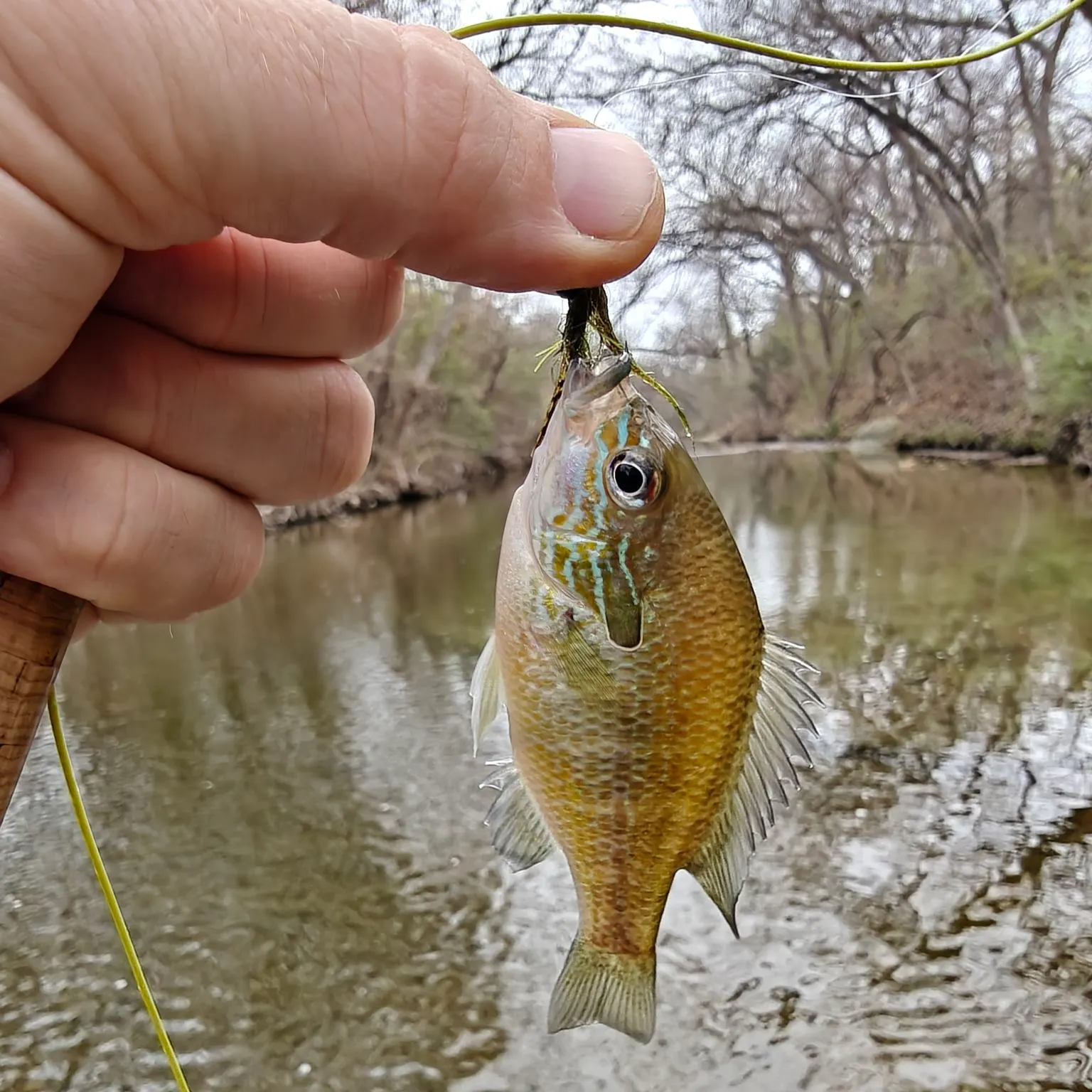 The most recent Longear sunfish catches on Fishbrain