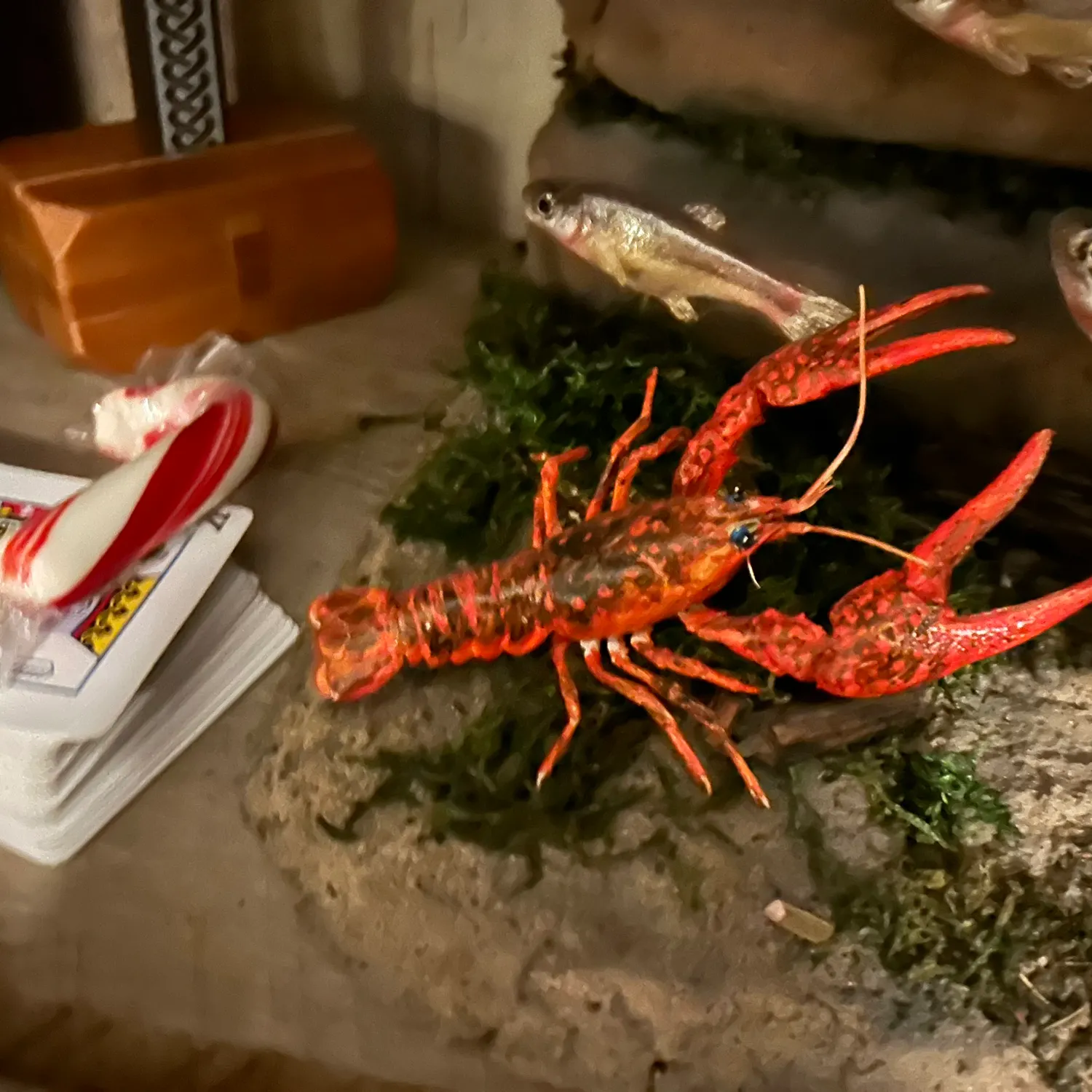 The most recent Red swamp crayfish catches on Fishbrain