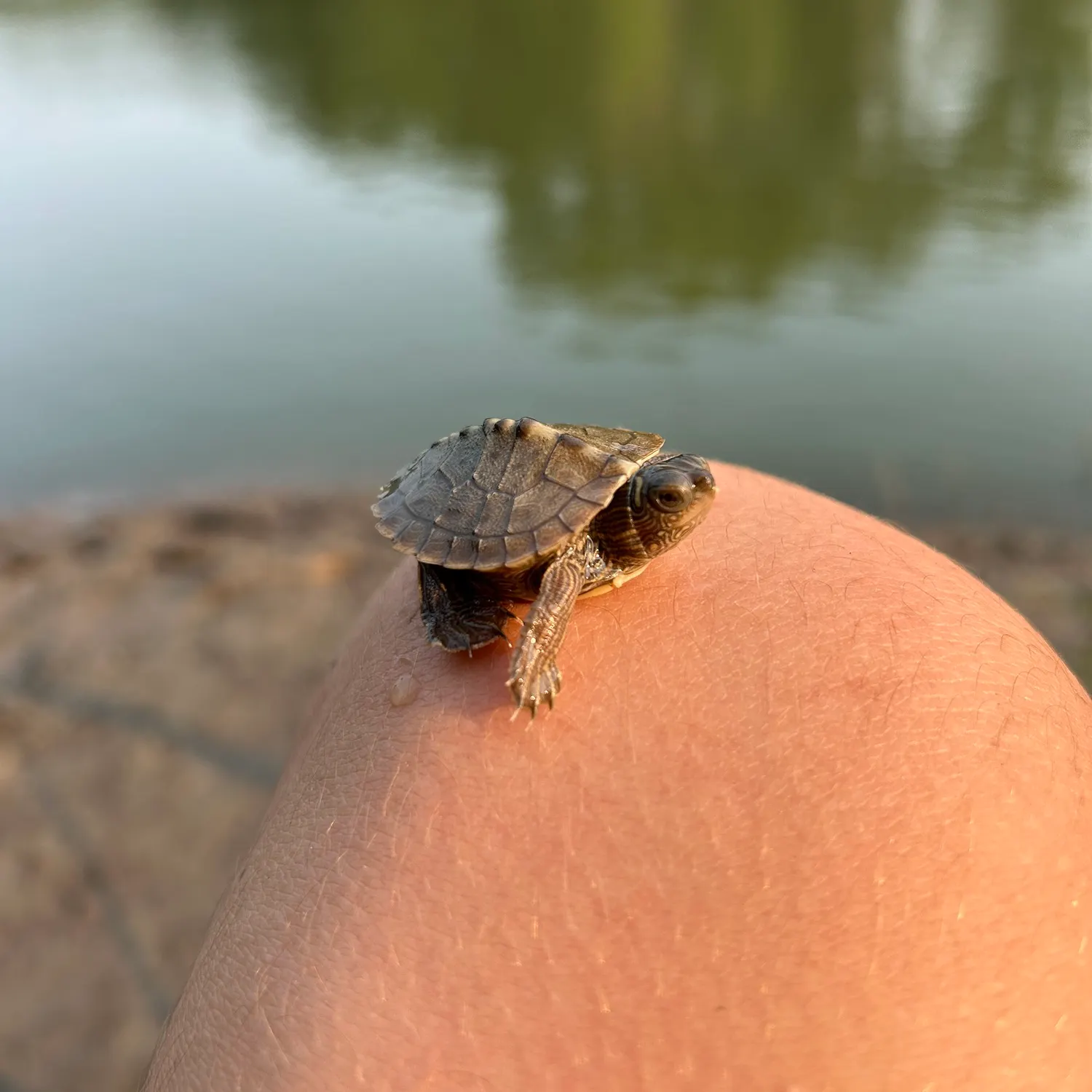 The most recent Northern map turtle catches on Fishbrain