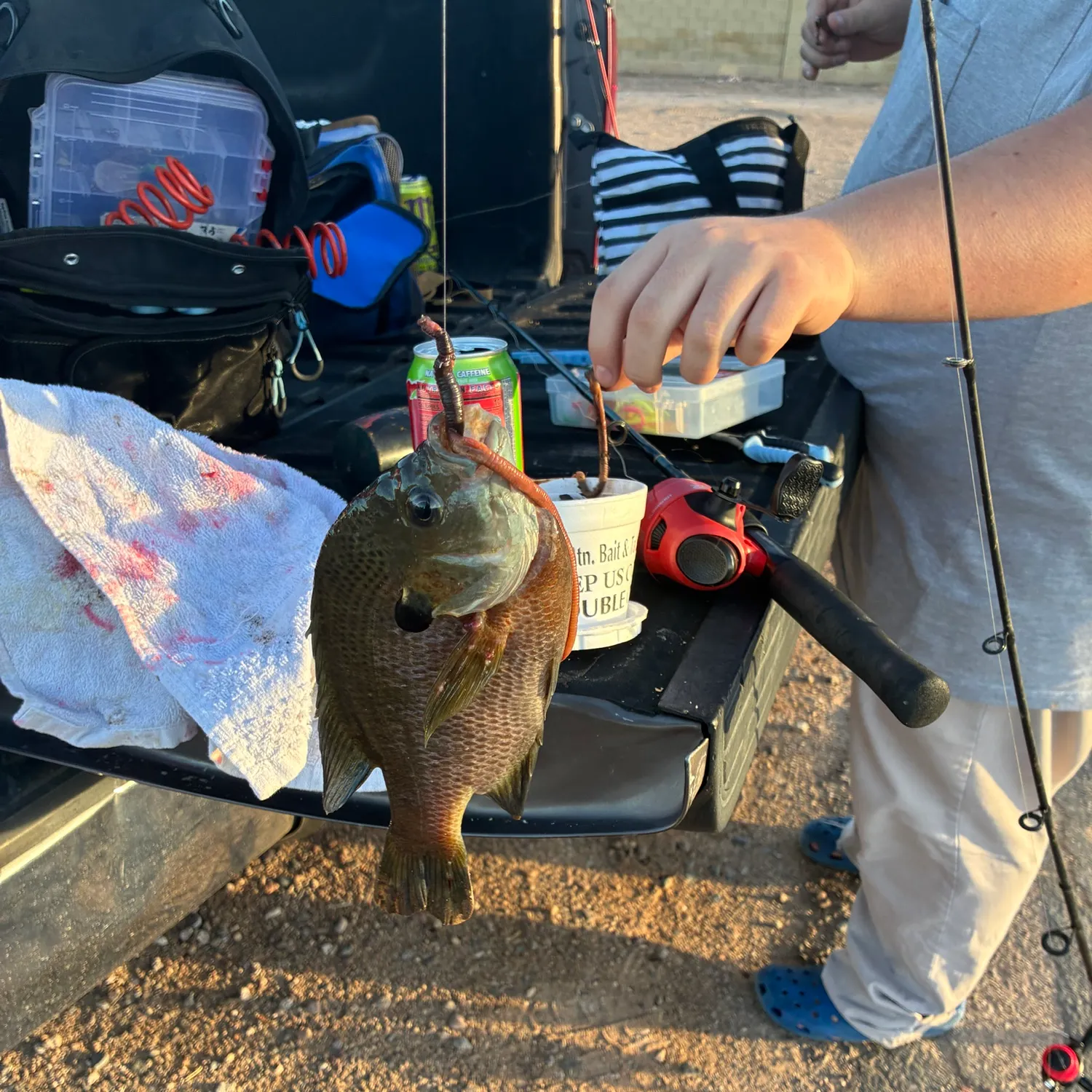 Bluegill caught on Fishbrain