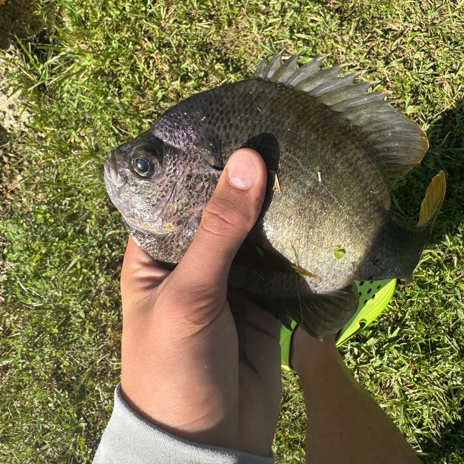 Bluegill caught on Fishbrain