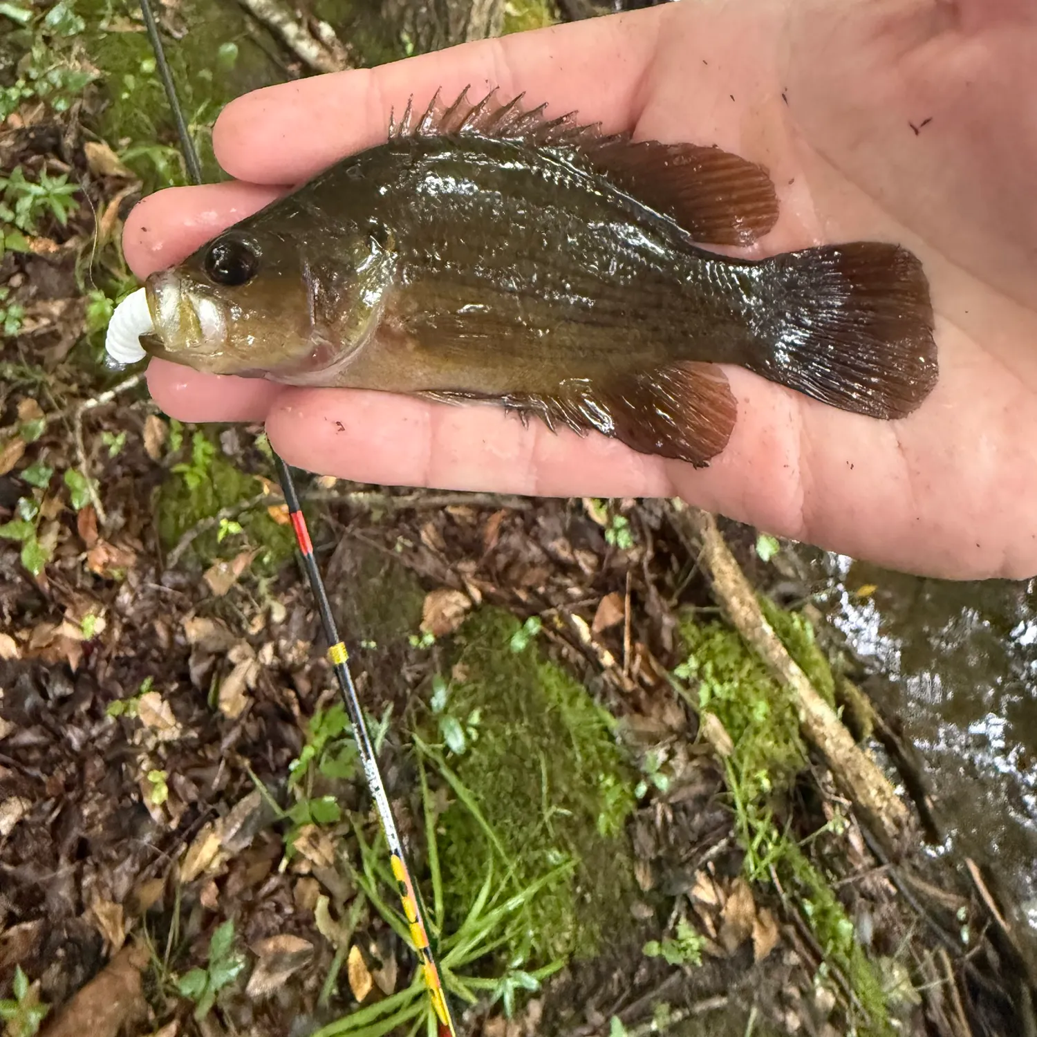 The most recent Mud sunfish catches on Fishbrain