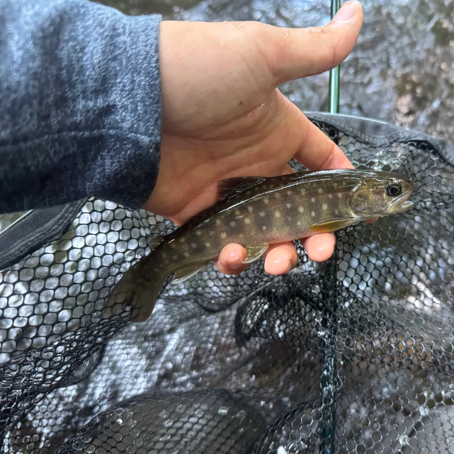 The most recent Whitespotted char catches on Fishbrain