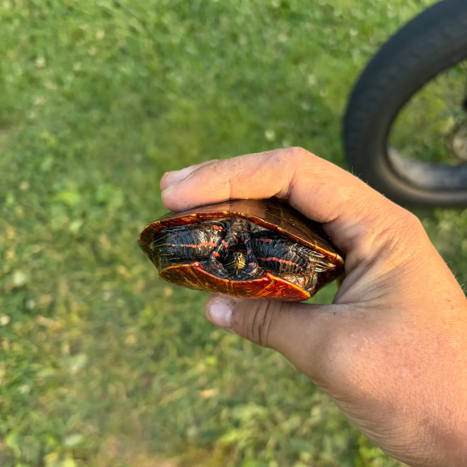 The most recent Pond slider turtle catches on Fishbrain
