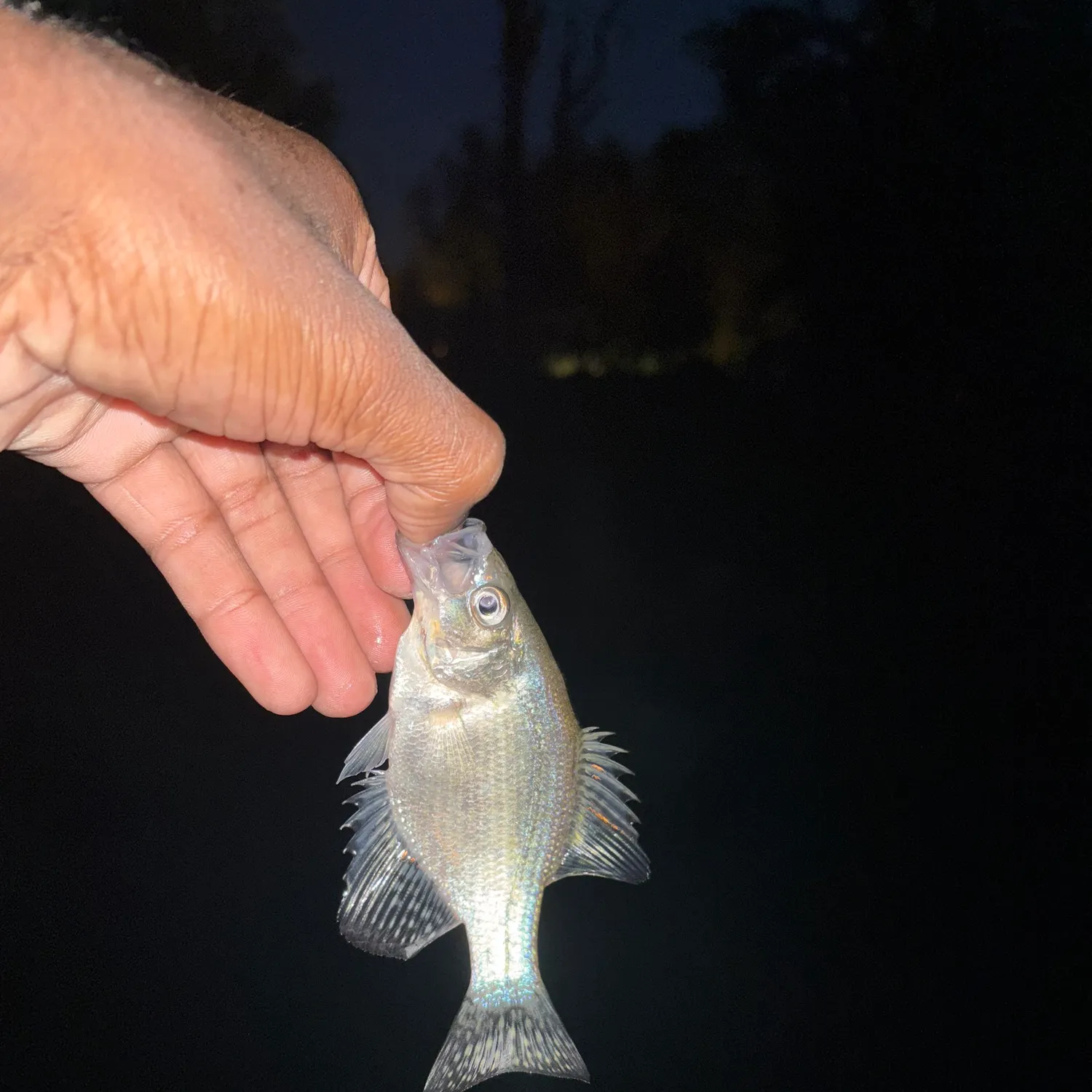 White crappie caught on Fishbrain