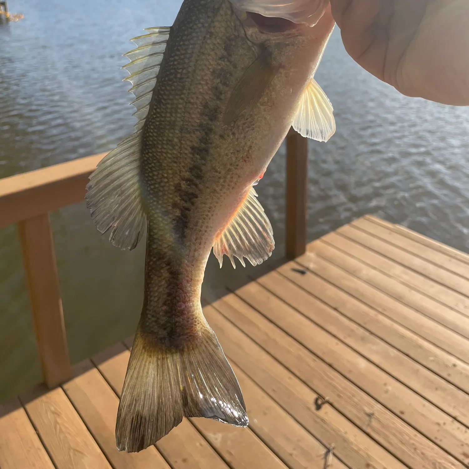 angler catch