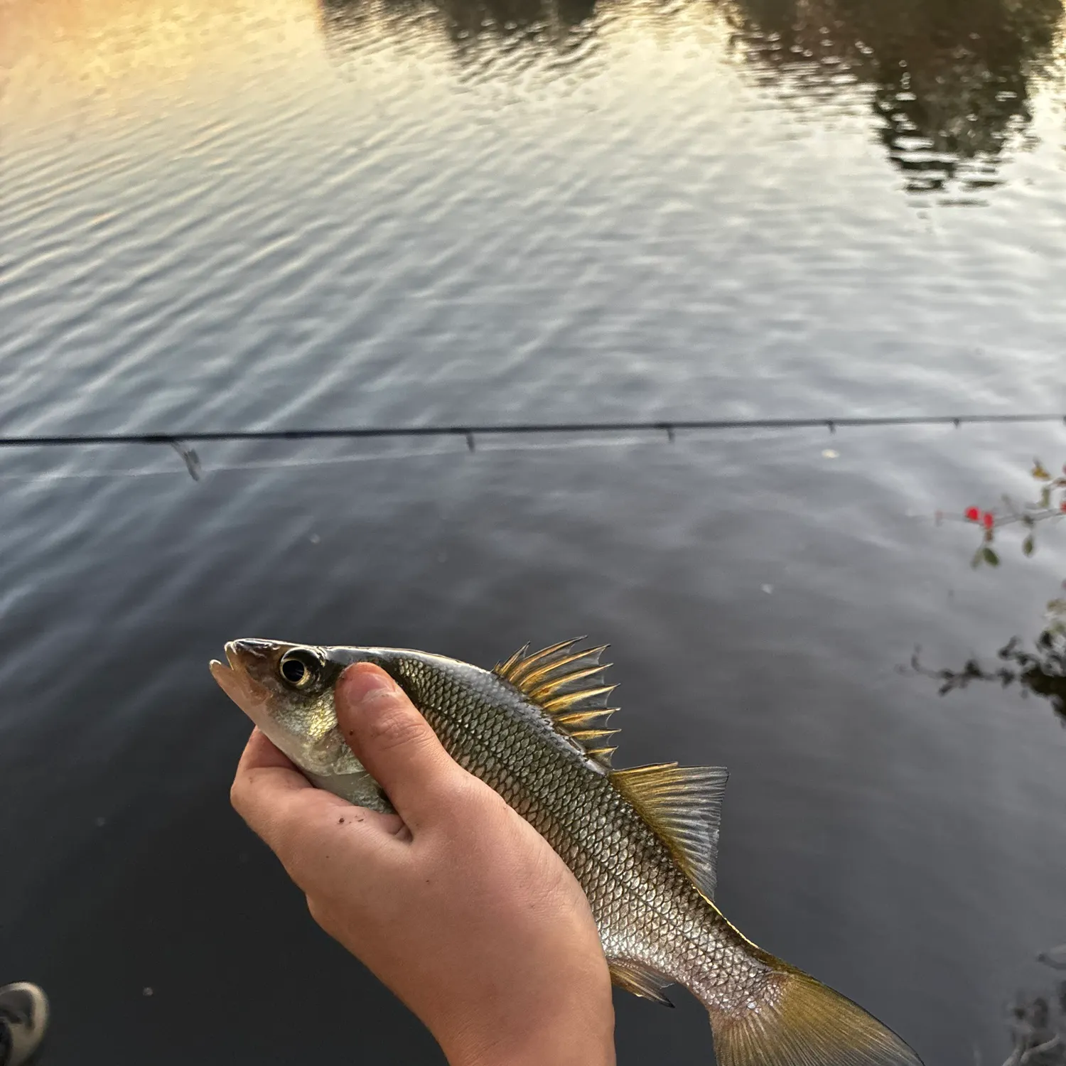 White perch caught on Fishbrain