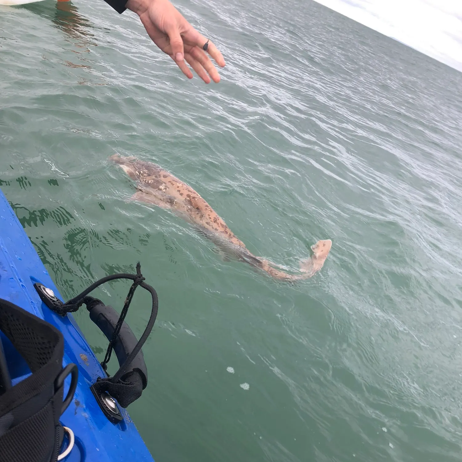 Swellshark caught on Fishbrain