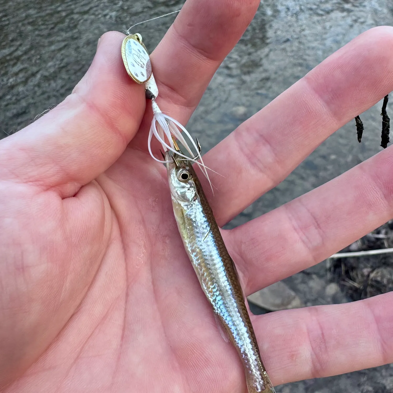 The most popular recent Emerald shiner catch on Fishbrain