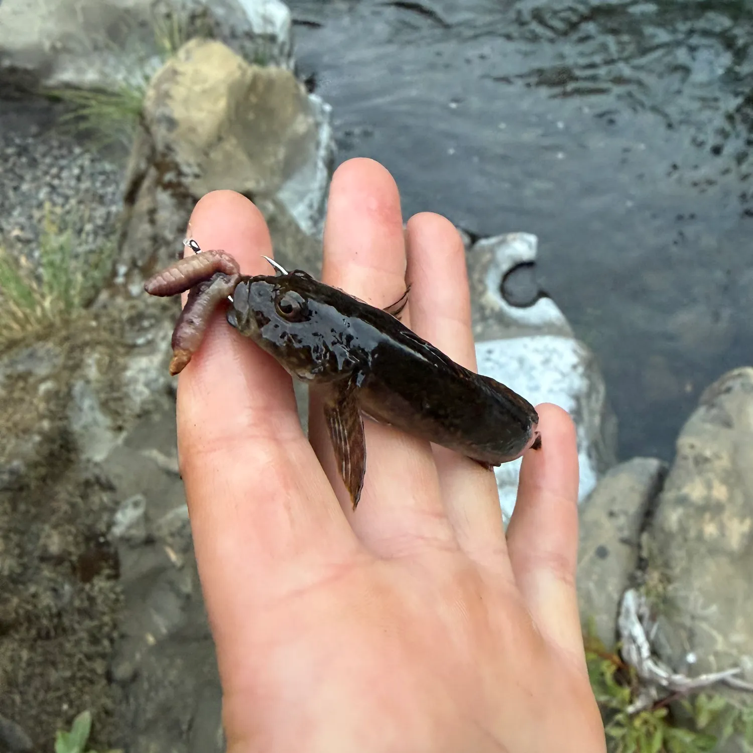 The most recent Mottled sculpin catches on Fishbrain