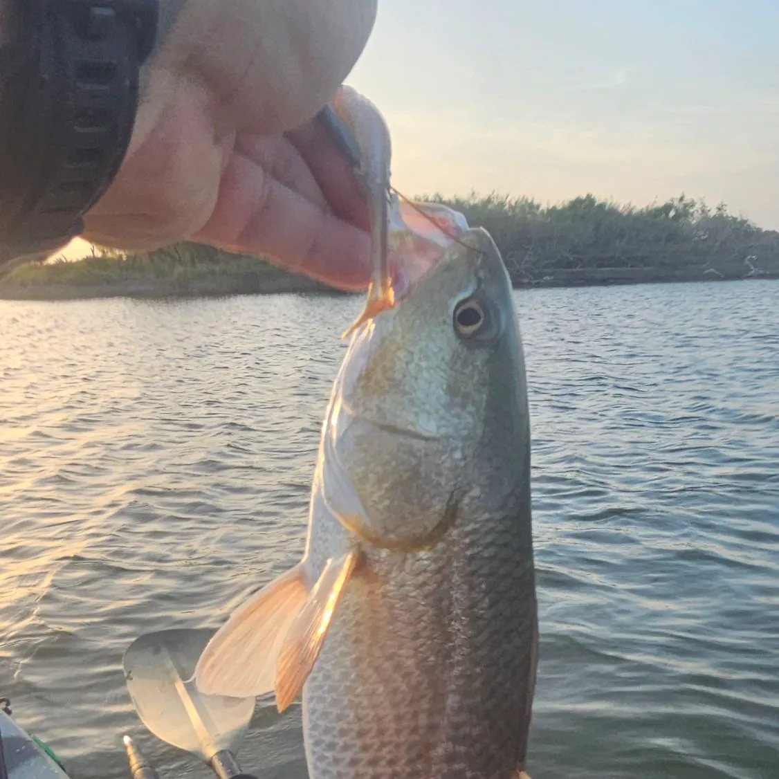 Red drum caught on Fishbrain