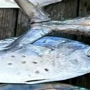 The most recent King mackerel catches on Fishbrain