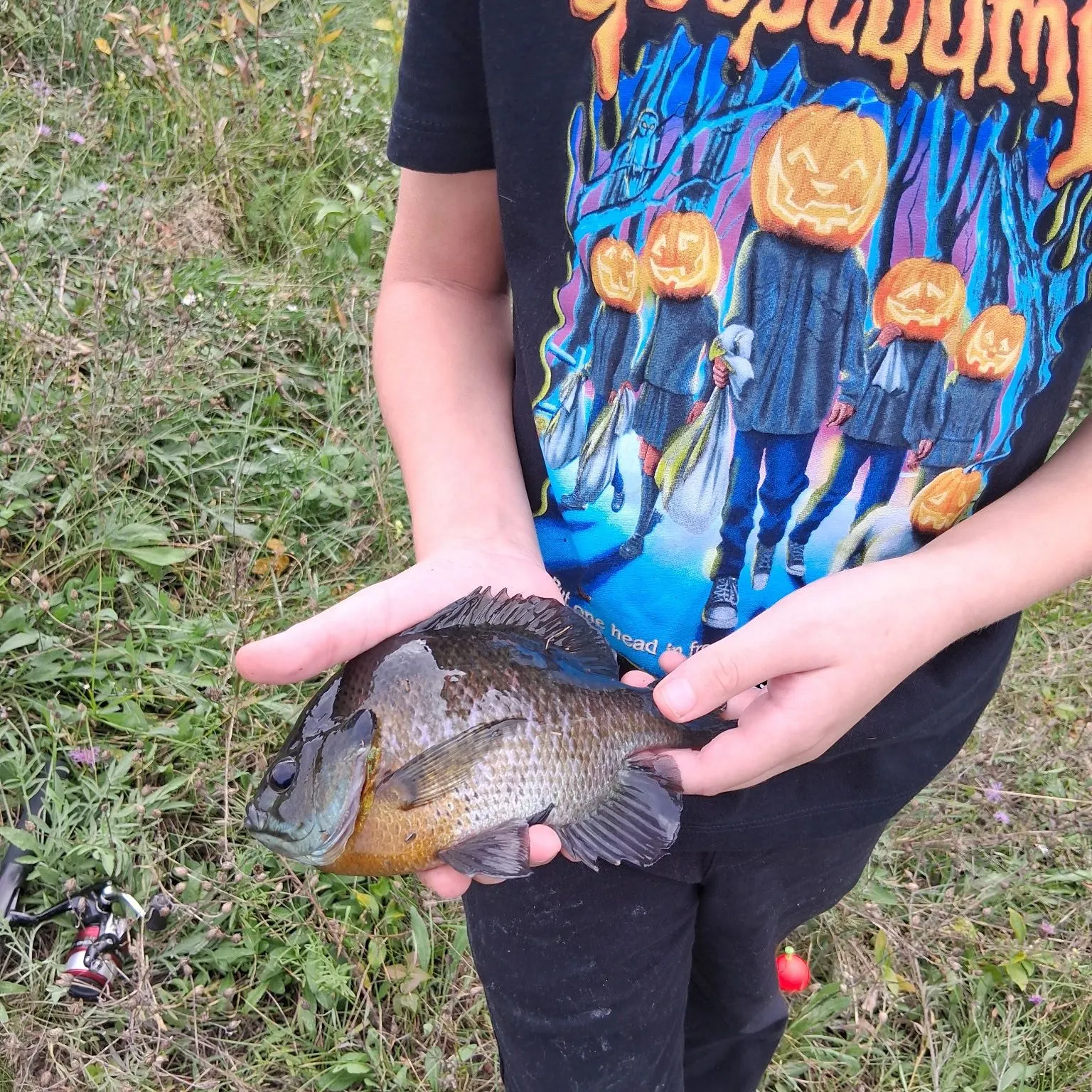 Bluegill caught on Fishbrain